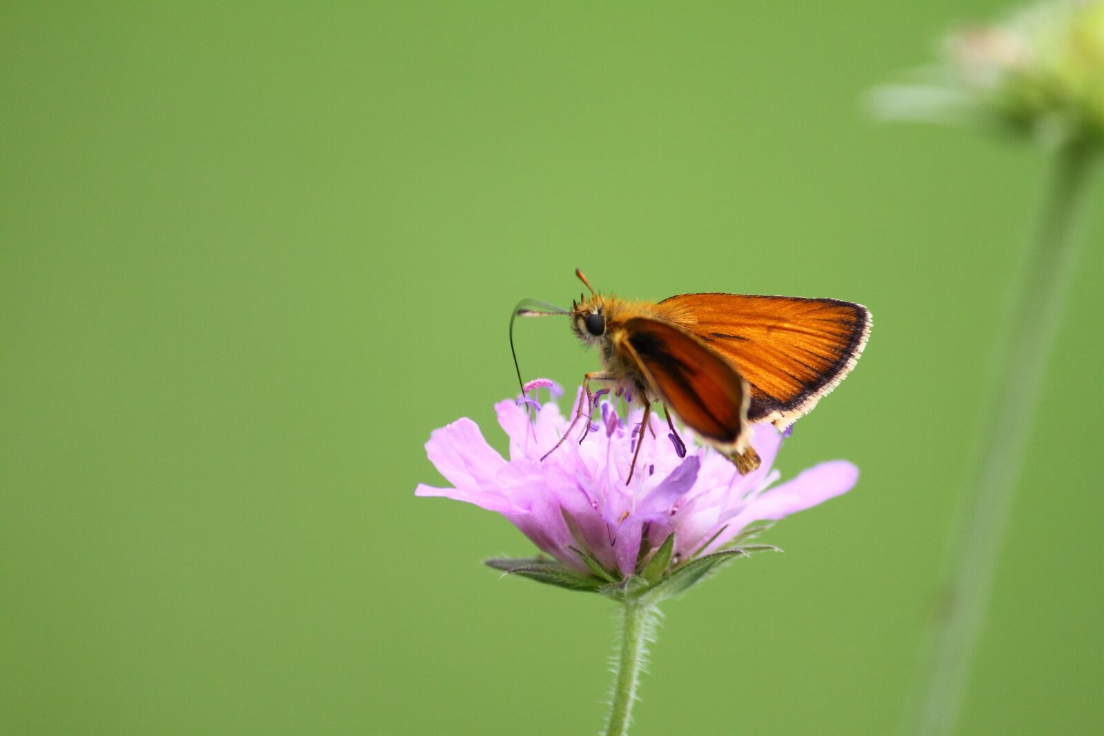 Canon EOS 50D sample photo. Moth, nature, butterfly photography