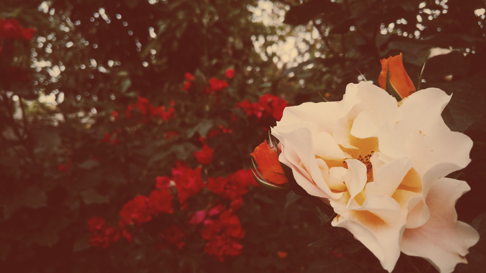 LG V10 sample photo. Flower, garden, rose, yellow photography
