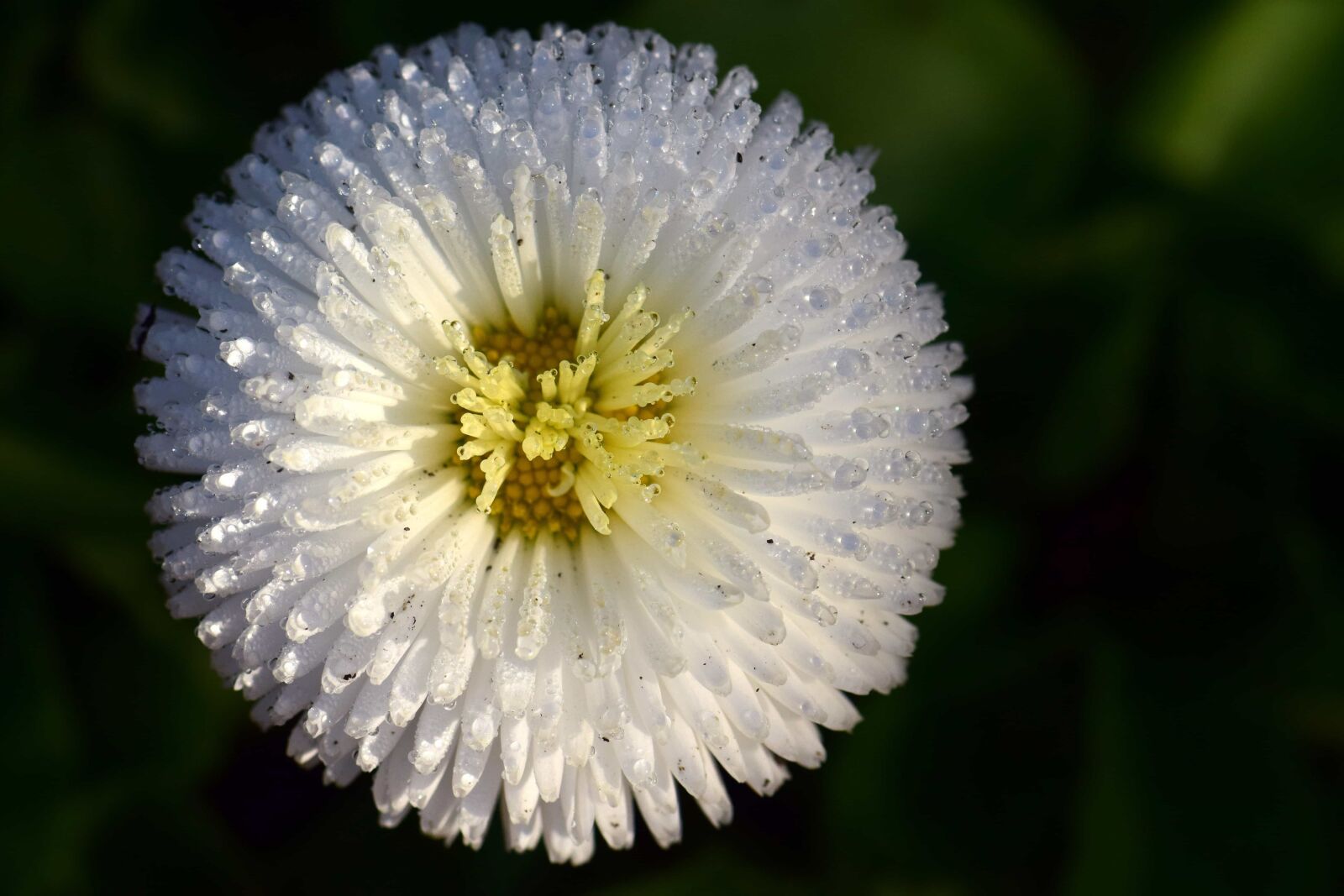 Nikon D3300 sample photo. Flora, summer, flower, nature photography