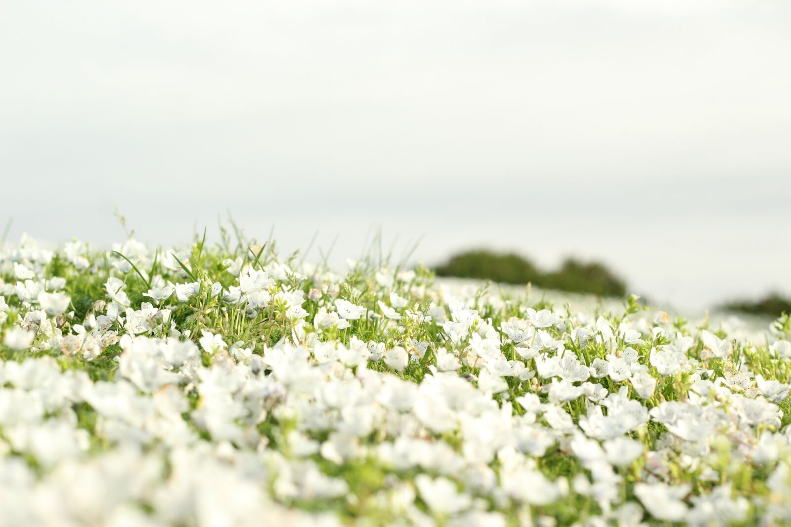 Canon EOS 1200D (EOS Rebel T5 / EOS Kiss X70 / EOS Hi) sample photo. Field, flowers, landscape photography