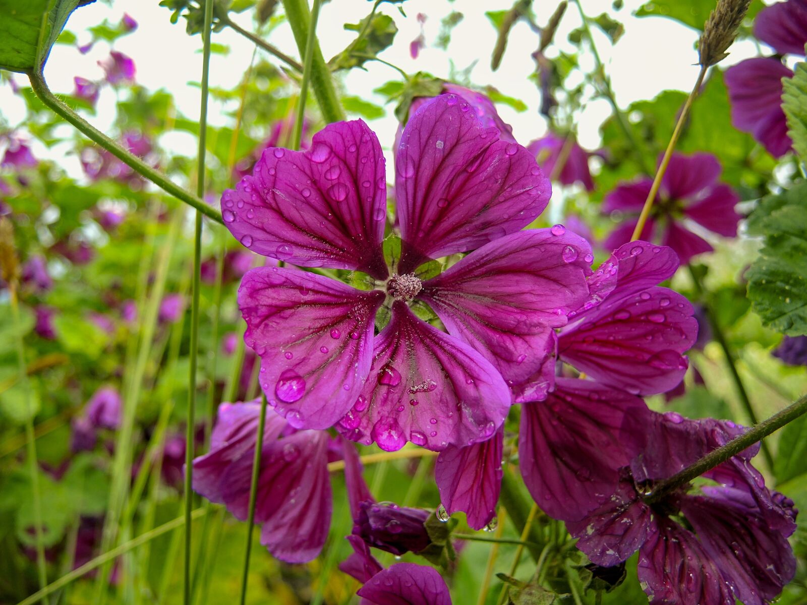 Nikon Coolpix P7700 sample photo. Mallow, flower, summer photography
