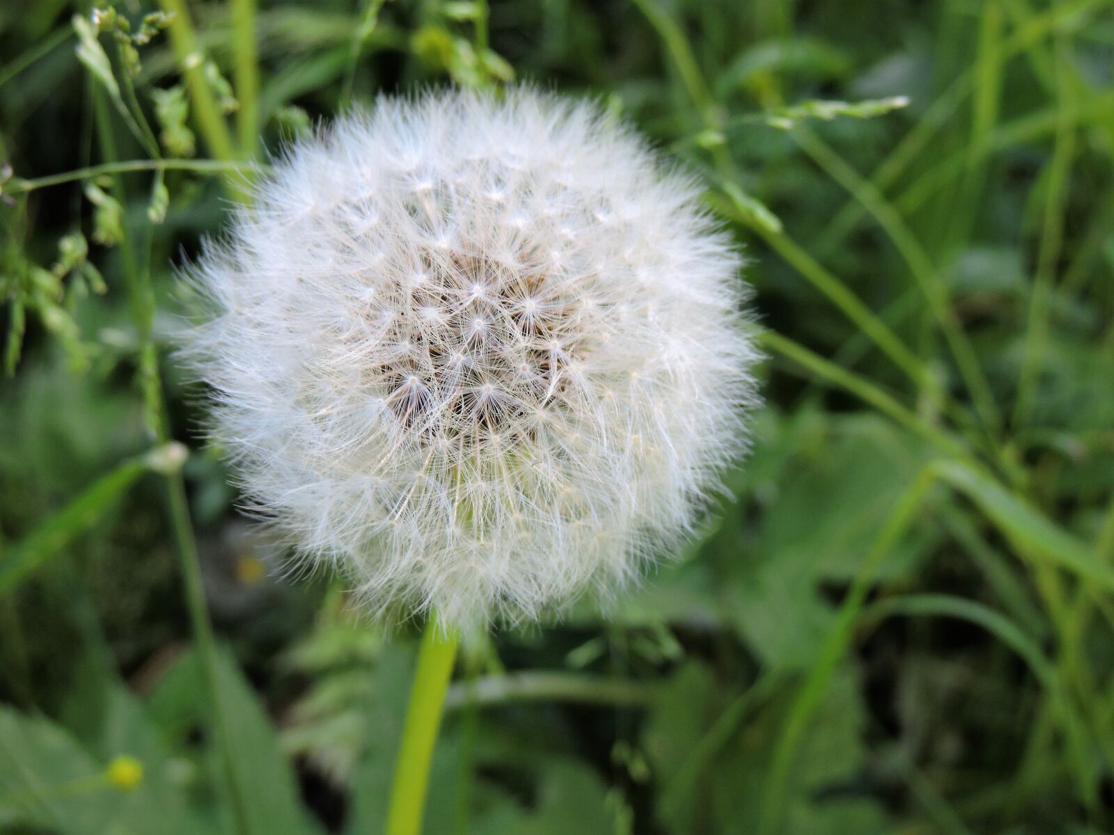 Nikon Coolpix P530 sample photo. Dandelion, blossom, bloom photography