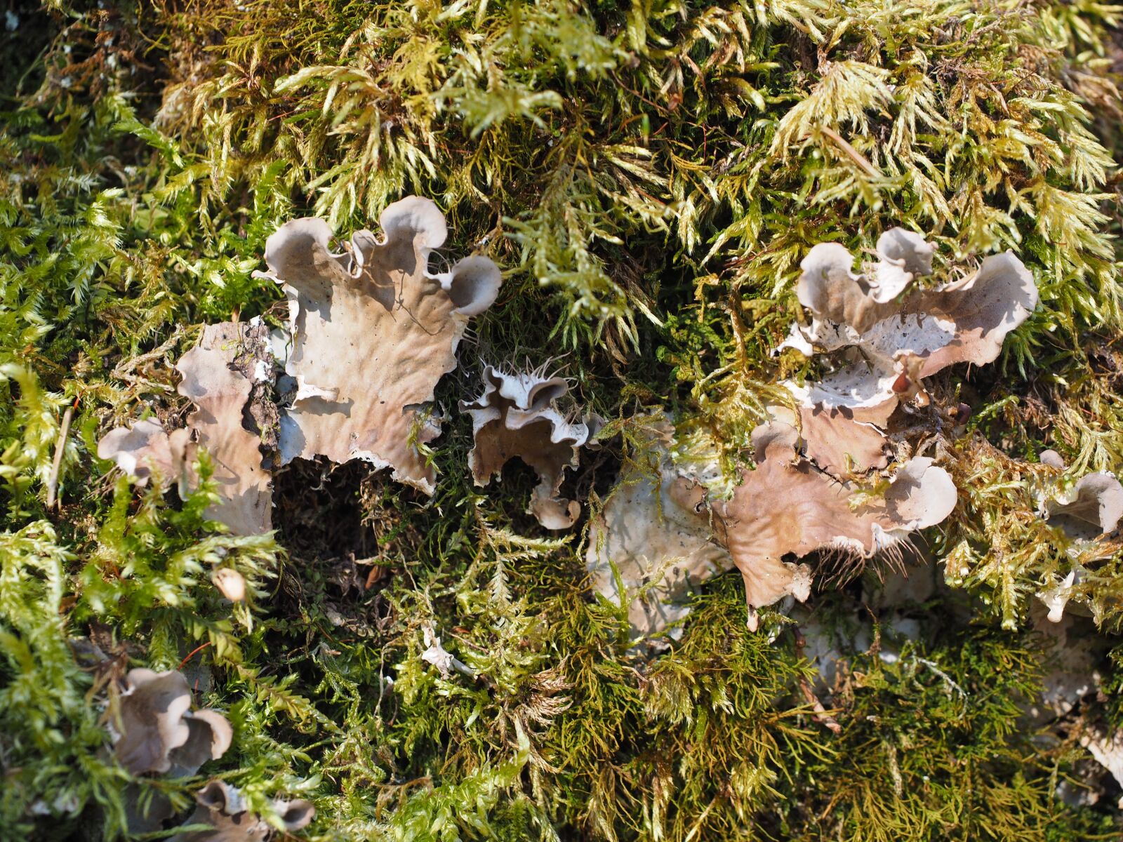 Olympus OM-D E-M1 + Olympus M.Zuiko Digital ED 12-40mm F2.8 Pro sample photo. Mushrooms, moss, curled crater photography