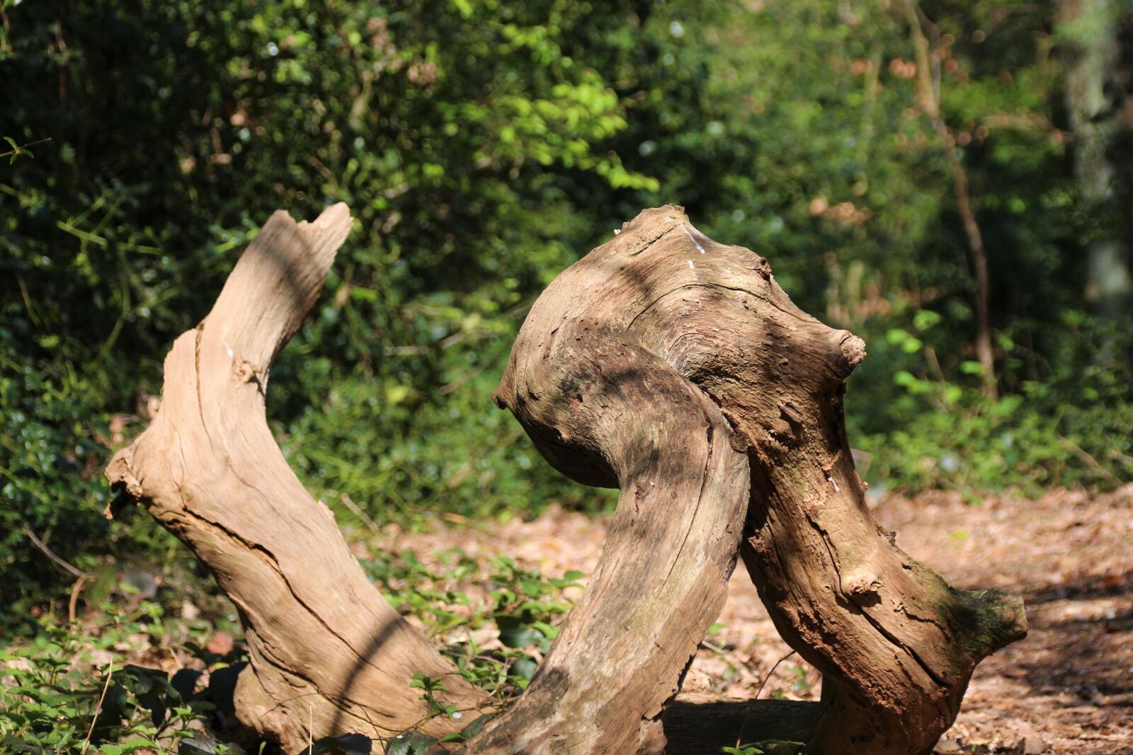 Canon EOS 700D (EOS Rebel T5i / EOS Kiss X7i) sample photo. Tree stump, forest, nature photography