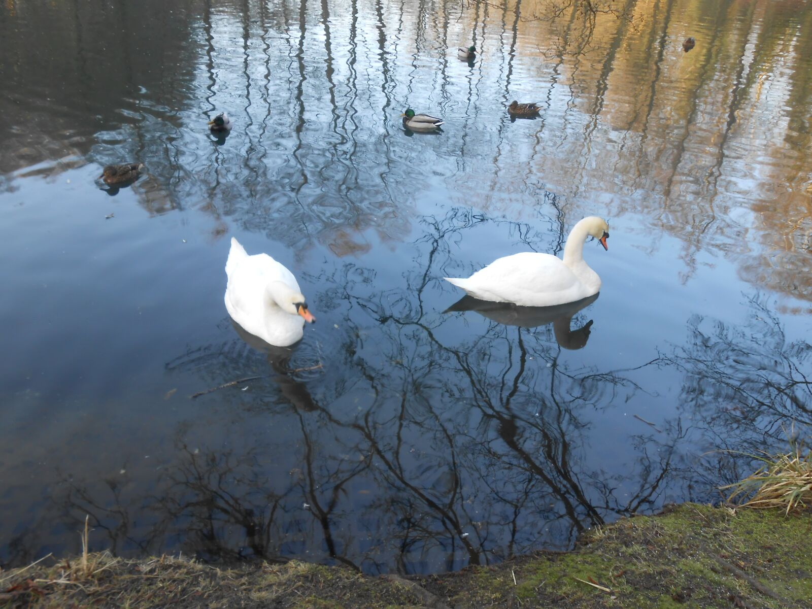 Nikon COOLPIX S3200 sample photo. Swan, swans, water bird photography