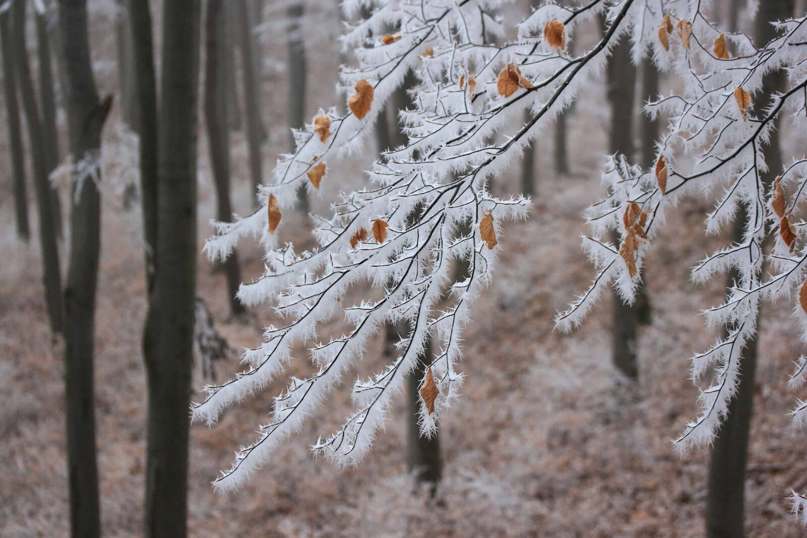 Canon EOS 1100D (EOS Rebel T3 / EOS Kiss X50) sample photo. Frost, snow, nature, flora photography
