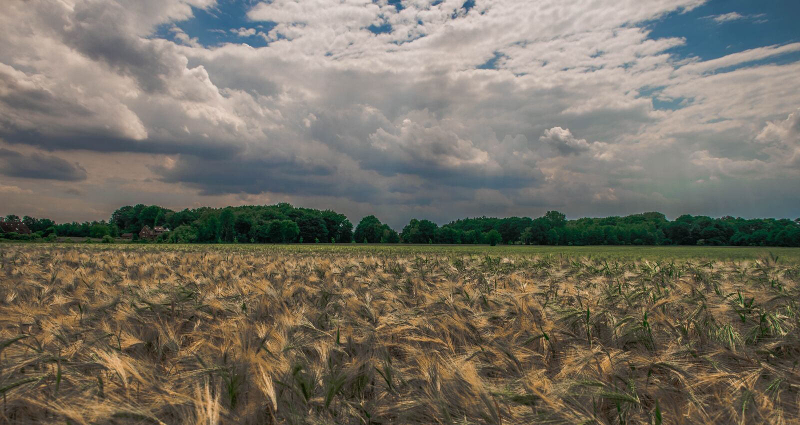 Nikon D3300 sample photo. Wheat, field, germany photography