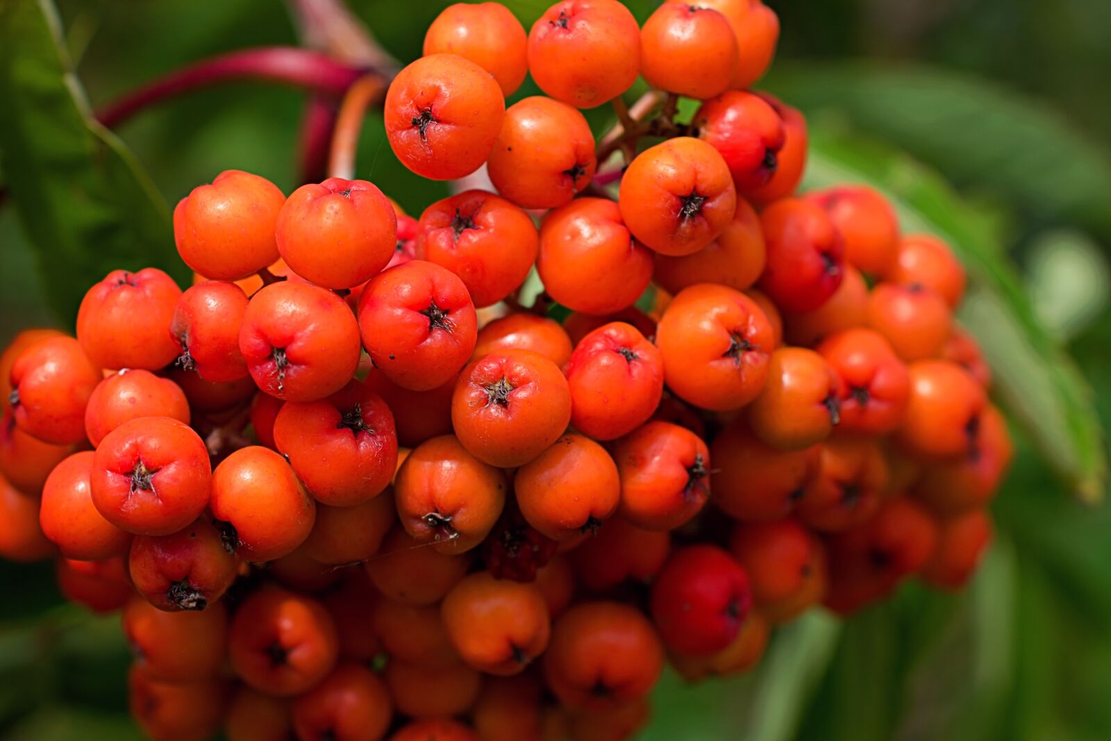 Nikon D3400 sample photo. Silver buffaloberry, berry, red photography