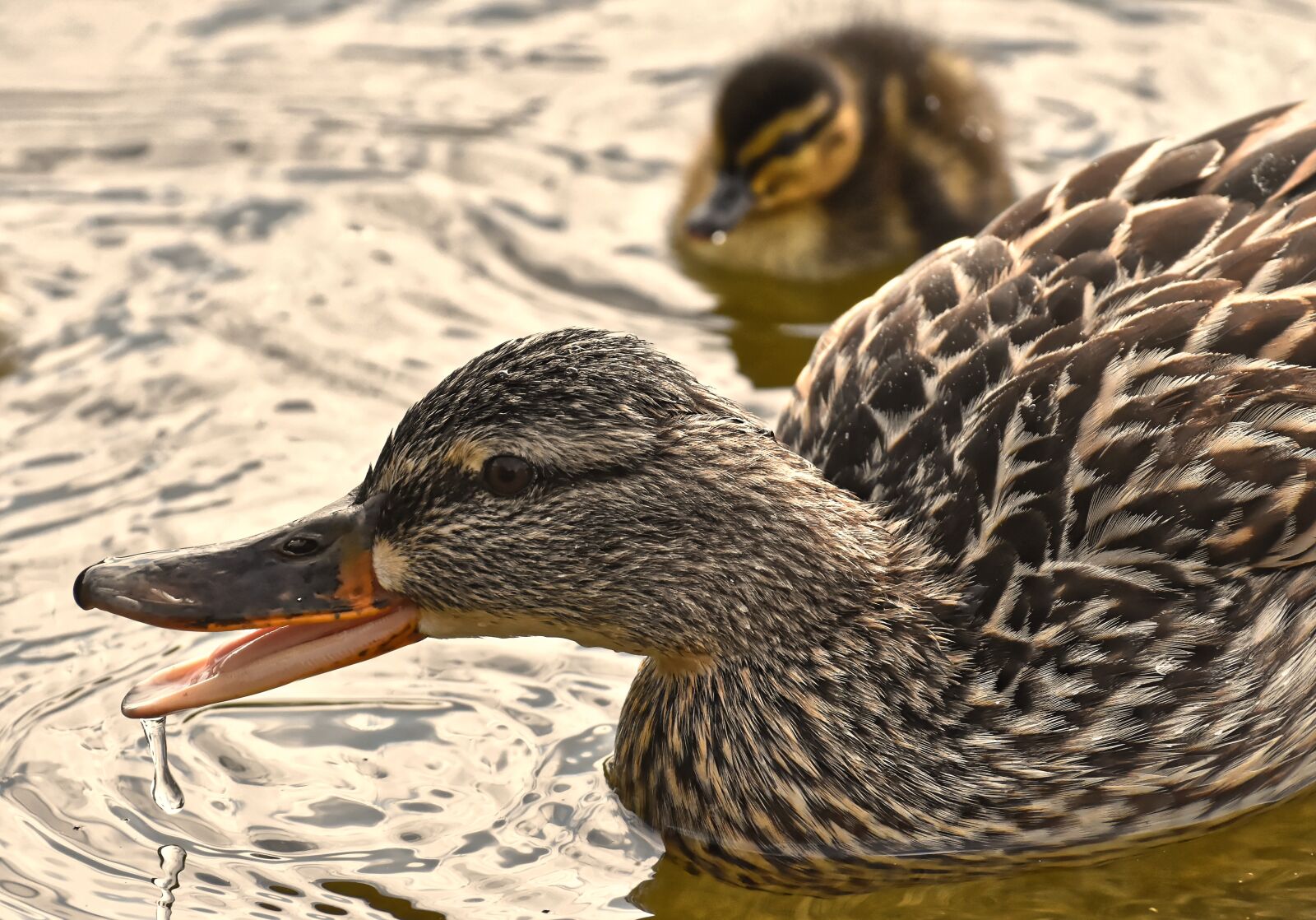 Nikon D7200 sample photo. Mallard, ducklings, duck photography