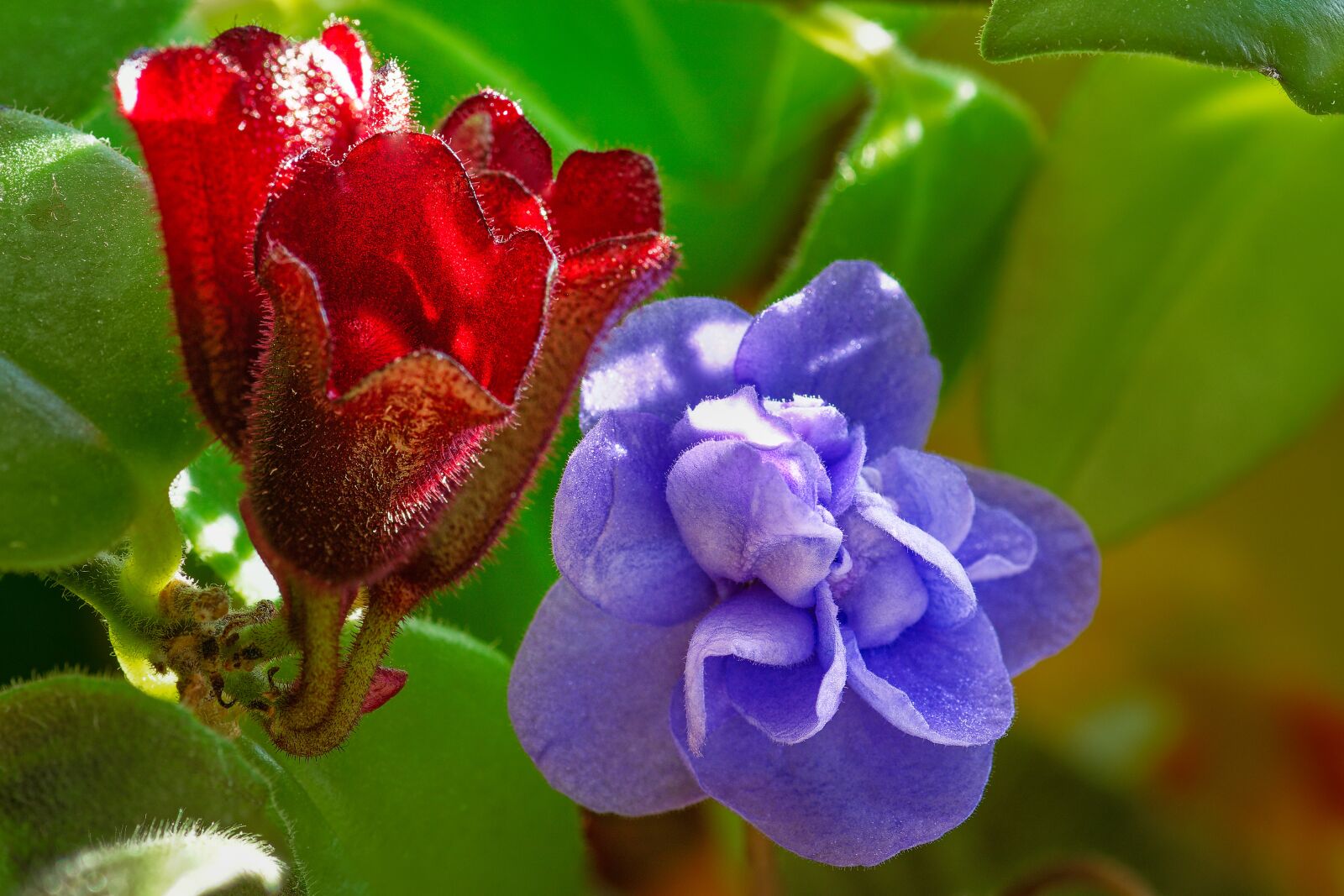 Nikon D7200 sample photo. African violets, blossom, bloom photography