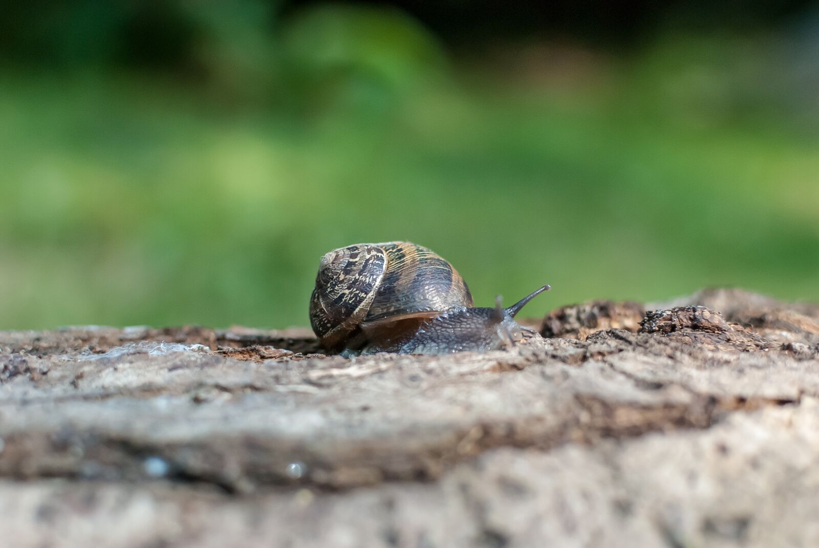 Nikon D80 sample photo. Snail, gastropod, nature photography