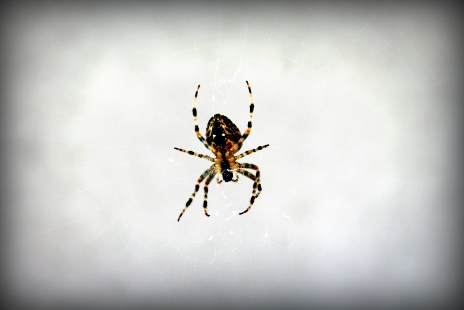 Canon EOS 1200D (EOS Rebel T5 / EOS Kiss X70 / EOS Hi) sample photo. Spider, hotel, nature photography