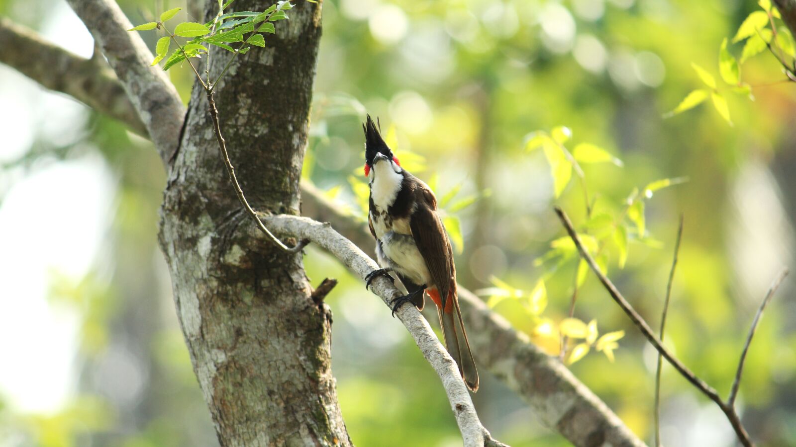 Canon EOS 1300D (EOS Rebel T6 / EOS Kiss X80) sample photo. Bird, avian, kerala photography