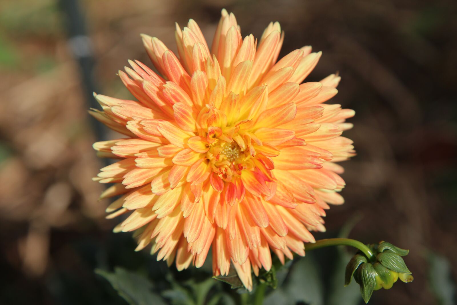 Canon EOS 600D (Rebel EOS T3i / EOS Kiss X5) sample photo. Dahlia flower, dahlia-orange, dahlia photography