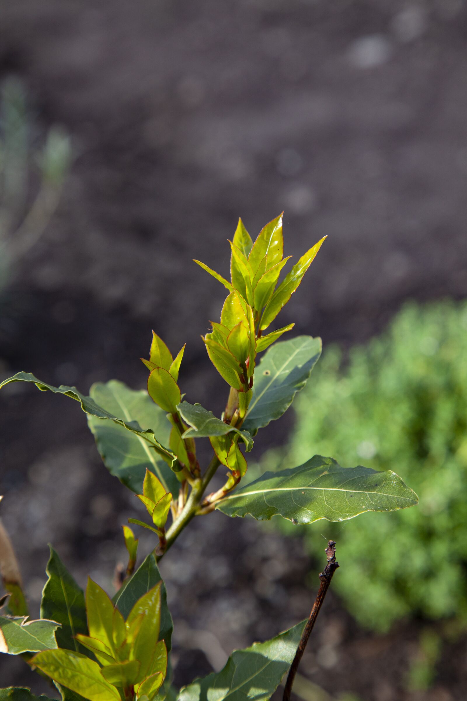 Canon EOS 5D Mark II sample photo. Laurel plant, nature, garden photography