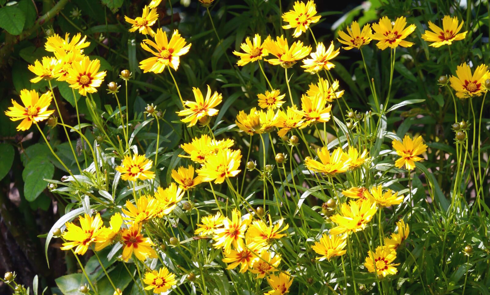 Panasonic Lumix DMC-G3 sample photo. Flower, yellow, petals, plant photography