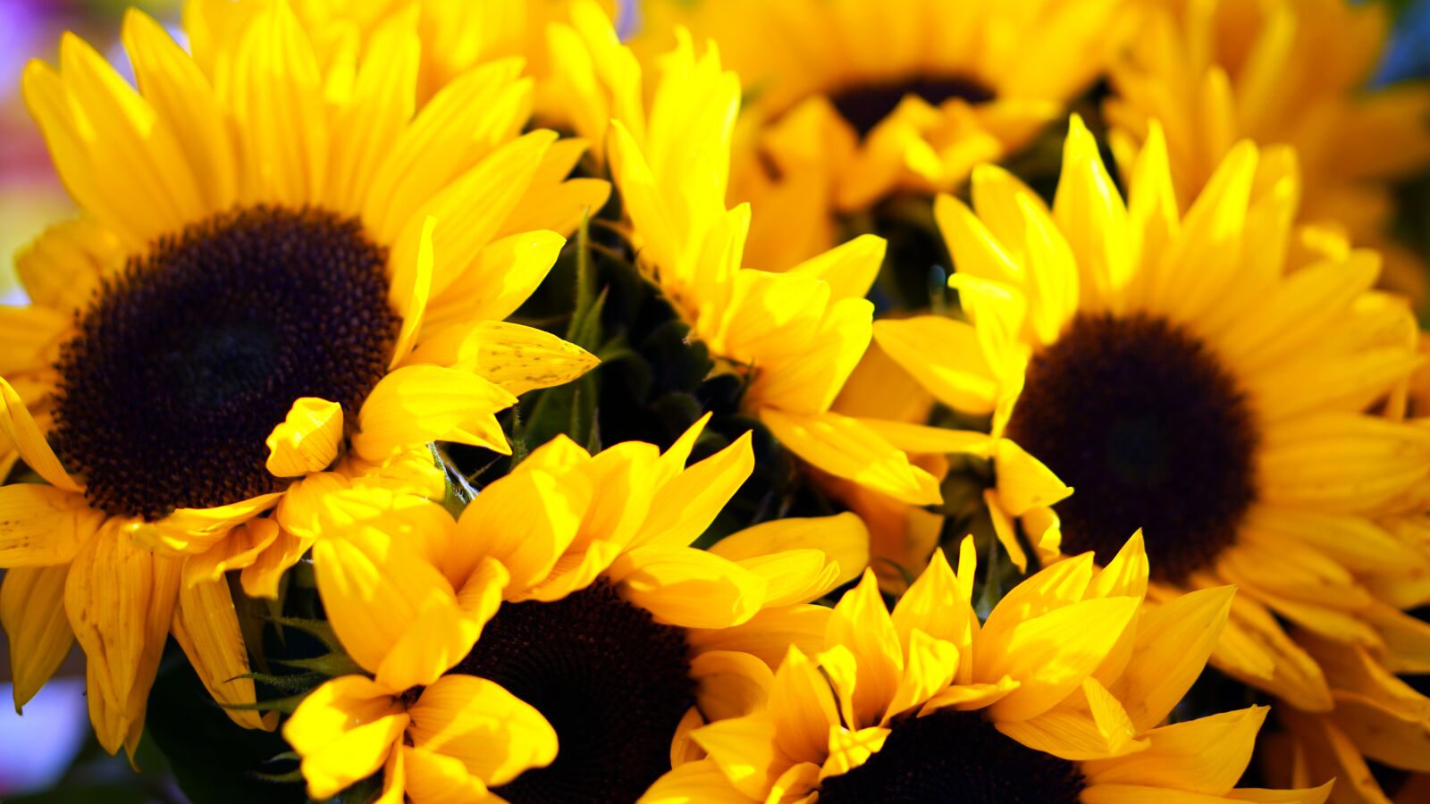 Sony a6400 + E 50mm F1.8 OSS sample photo. Sunflower, blossom, bloom photography
