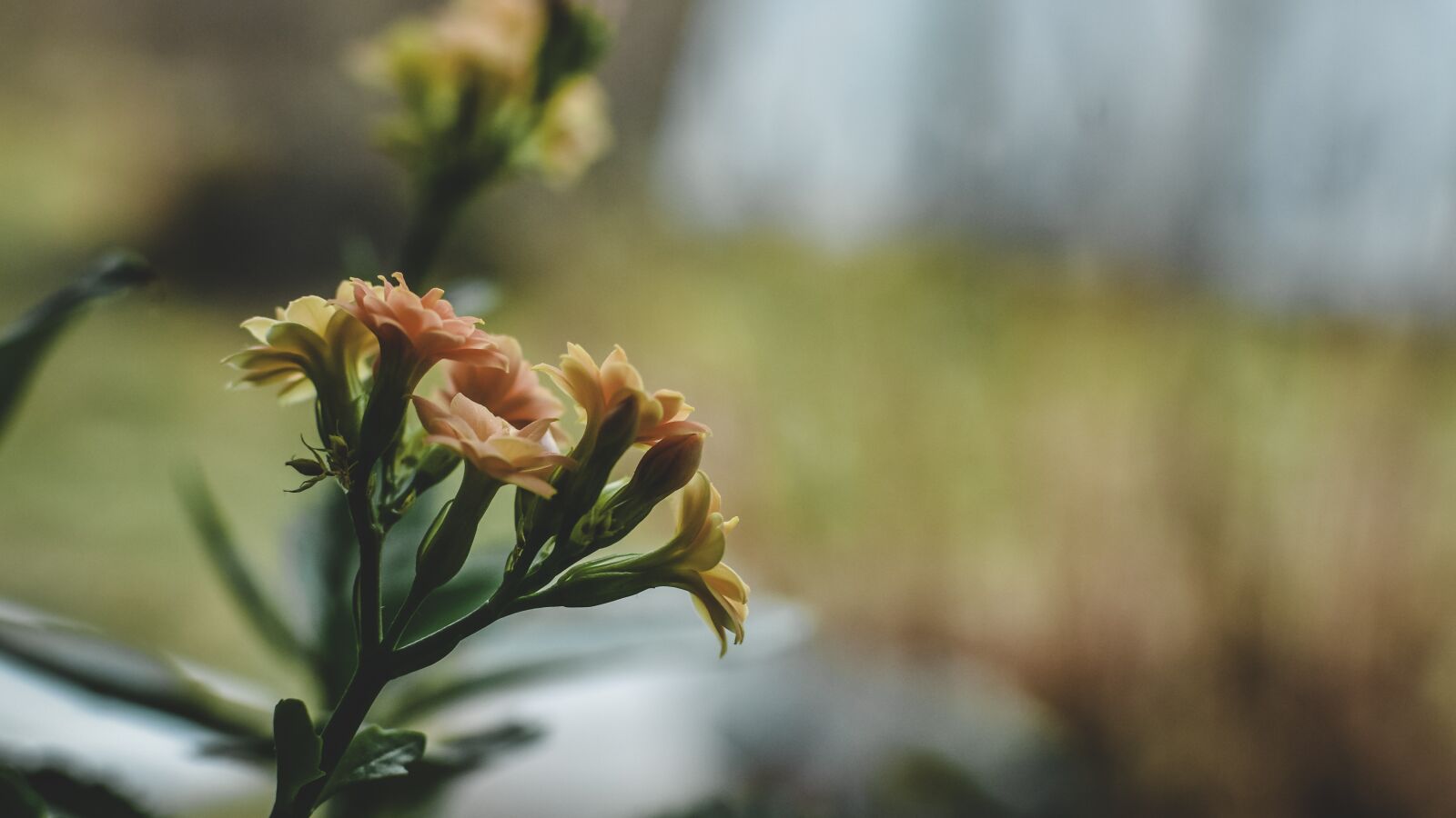 Nikon D7200 sample photo. Flower, bloom, blossom photography