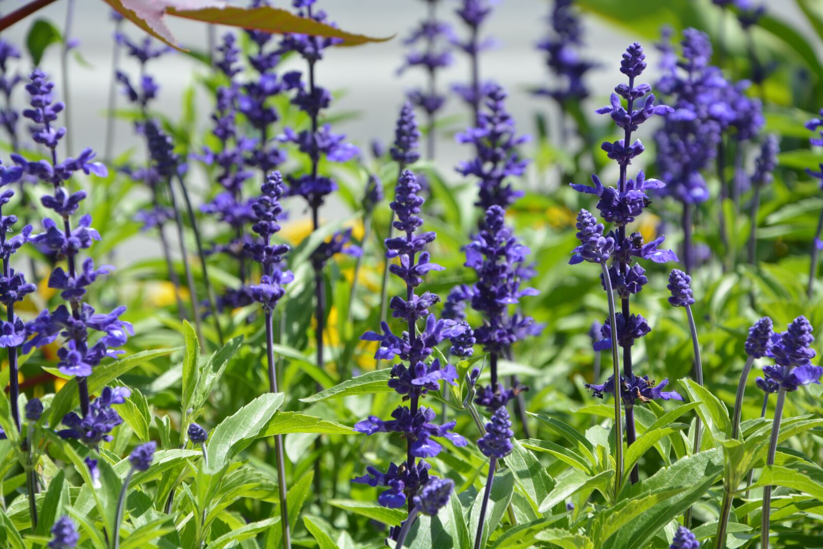 Nikon D5200 sample photo. Blue flowers, garden, massif photography