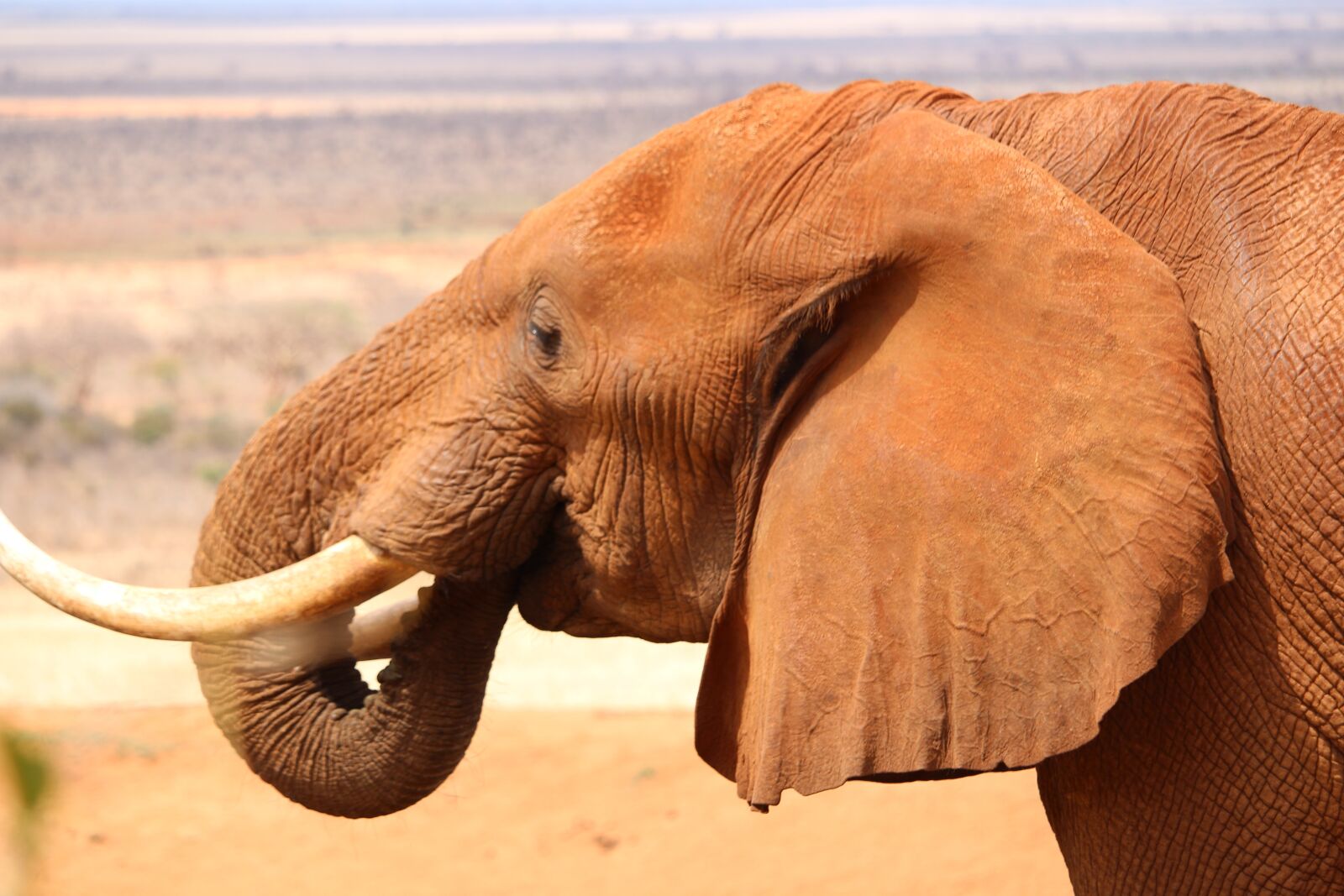 Canon EF-S 55-250mm F4-5.6 IS STM sample photo. Elephant, tsavo east, africa photography