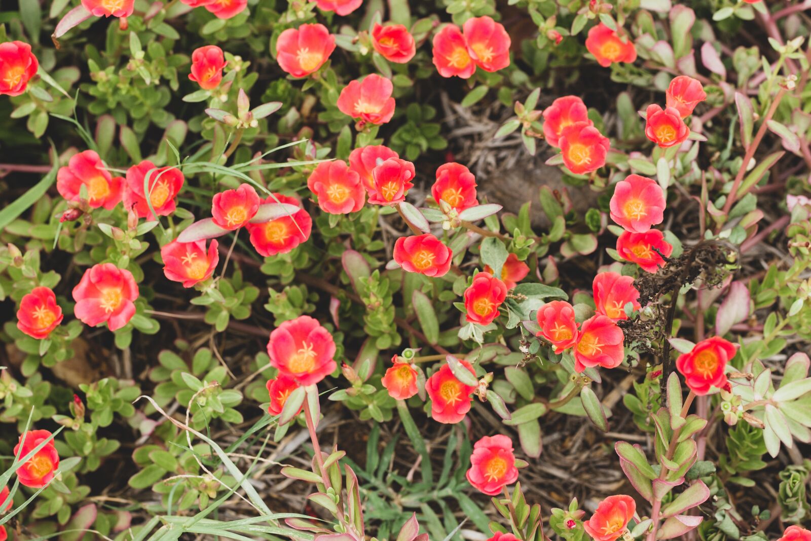 Canon EOS 700D (EOS Rebel T5i / EOS Kiss X7i) + Canon EF 50mm F1.8 STM sample photo. Liliales, flower, flowers photography
