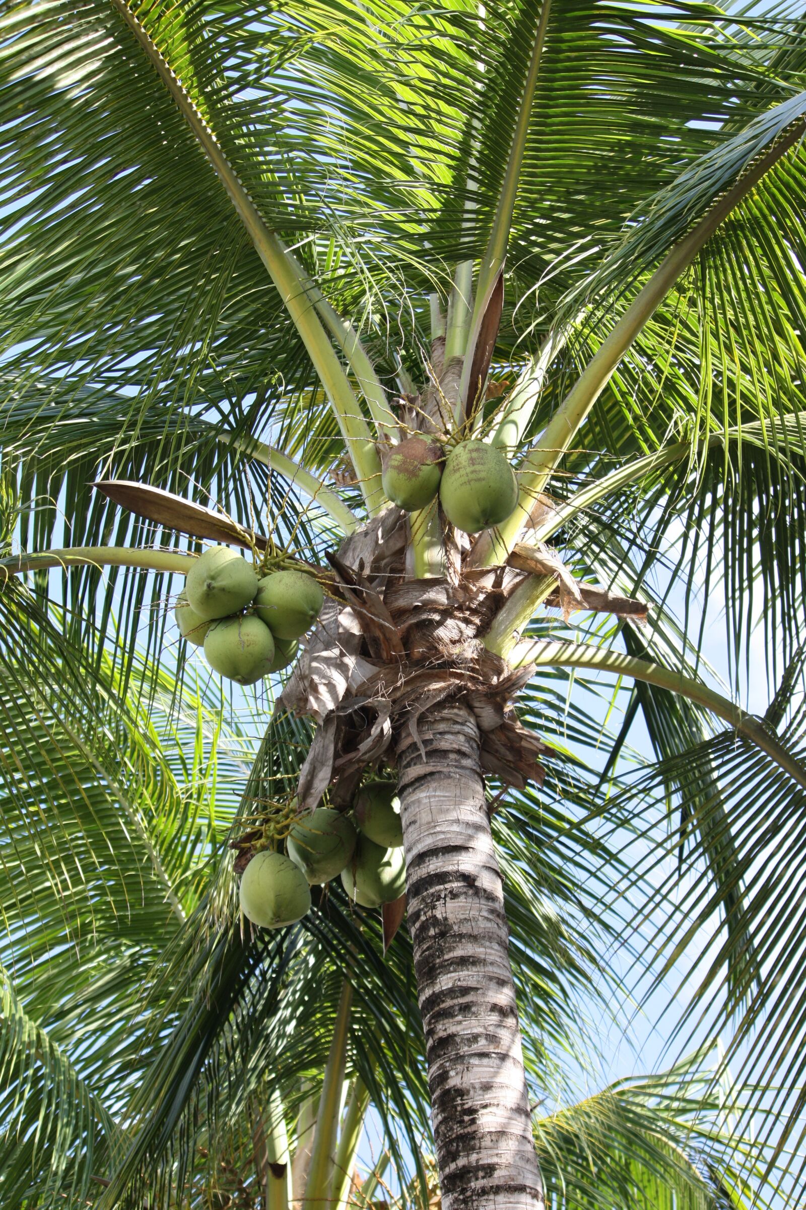 Canon EOS 450D (EOS Rebel XSi / EOS Kiss X2) sample photo. Palm tree, plant, coconut photography