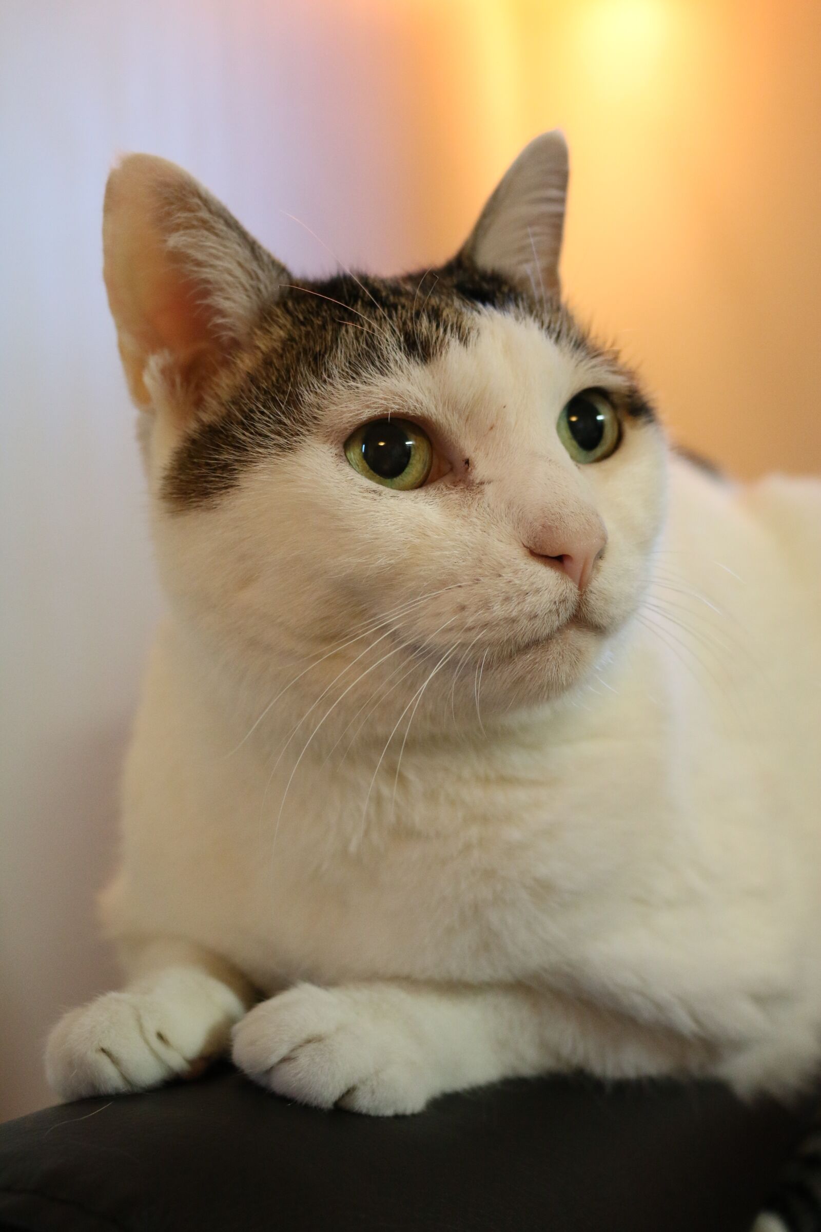 Canon EOS 70D sample photo. Cat, sit down, you photography