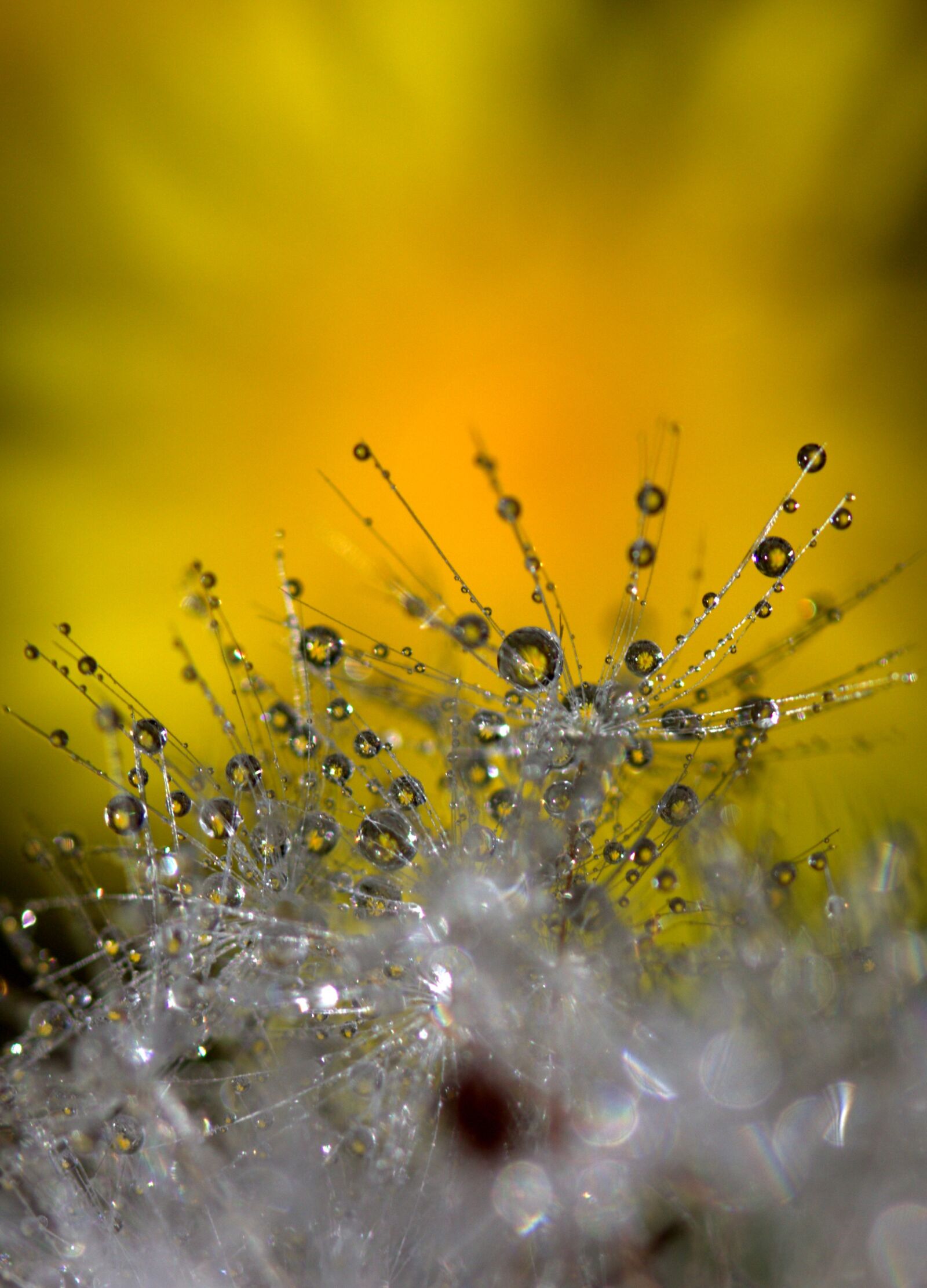 Canon EF-S 60mm F2.8 Macro USM sample photo. Dandelion, macro, drops photography