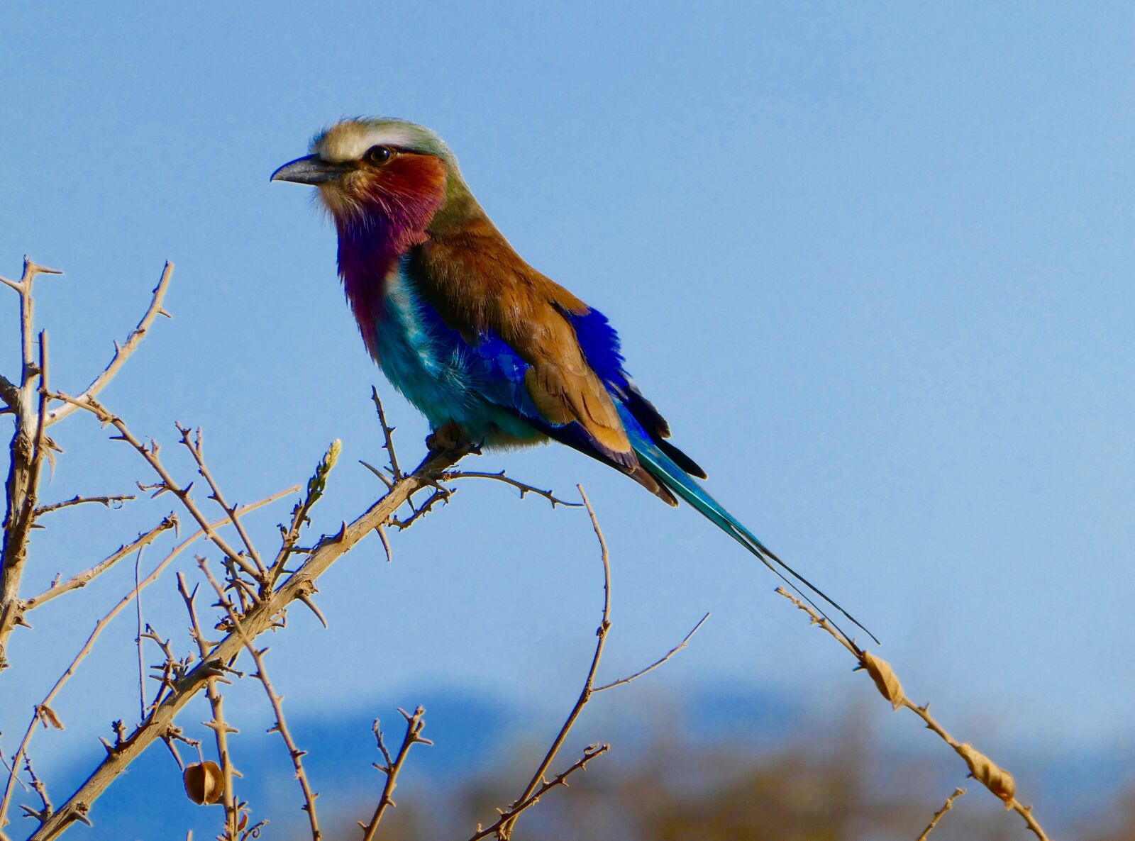 Panasonic DMC-TZ81 sample photo. Kenya, bird, tsavo west photography