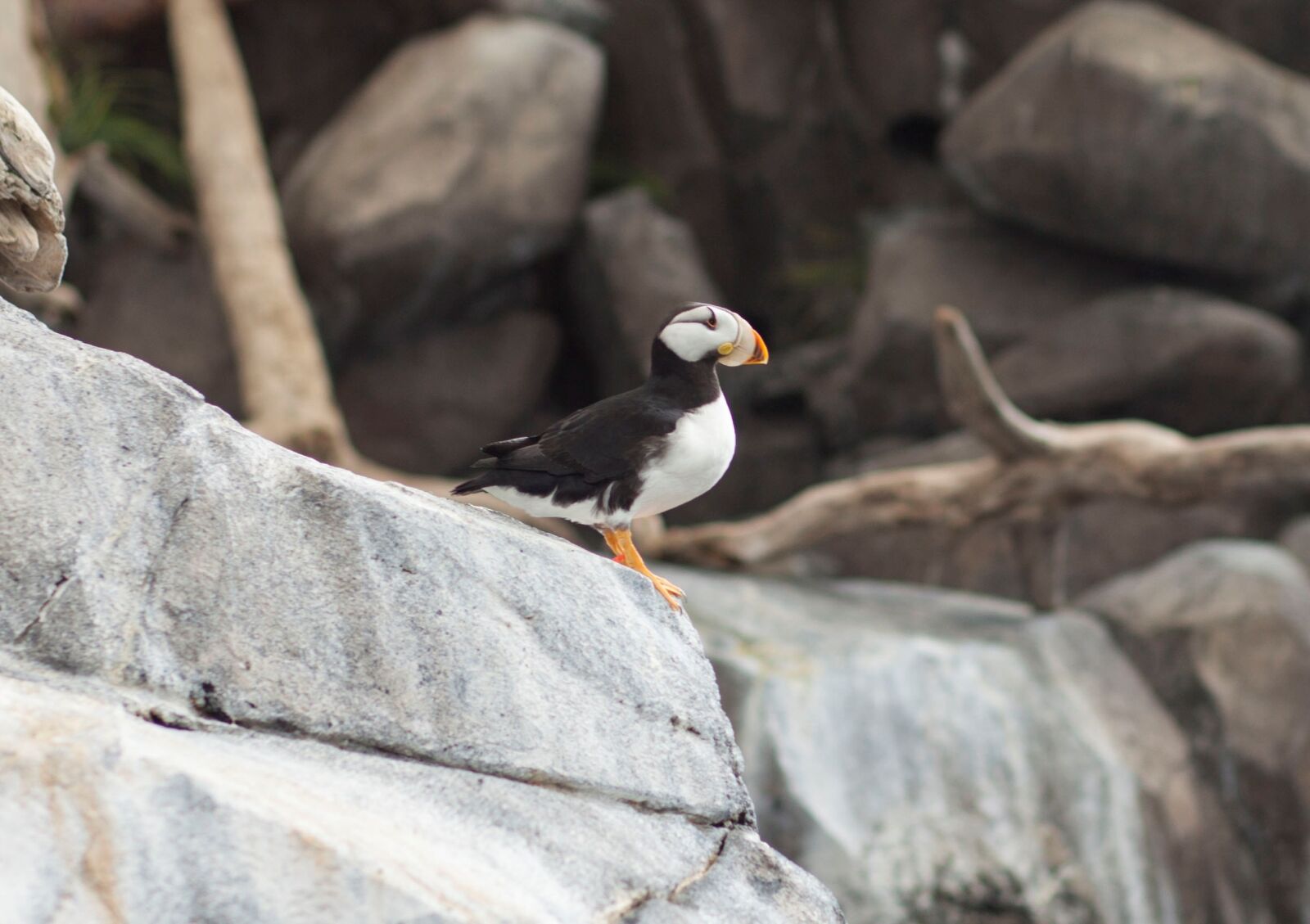 Canon EF 85mm F1.8 USM sample photo. Puffin, alaska, bird photography