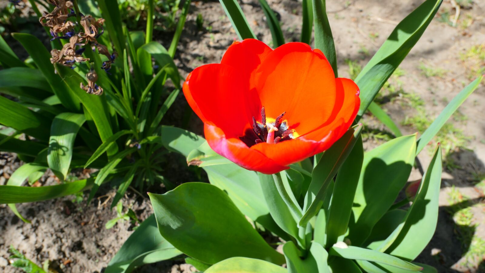 Panasonic Lumix DMC-LX10 (Lumix DMC-LX15) sample photo. Tulip, flower, red photography