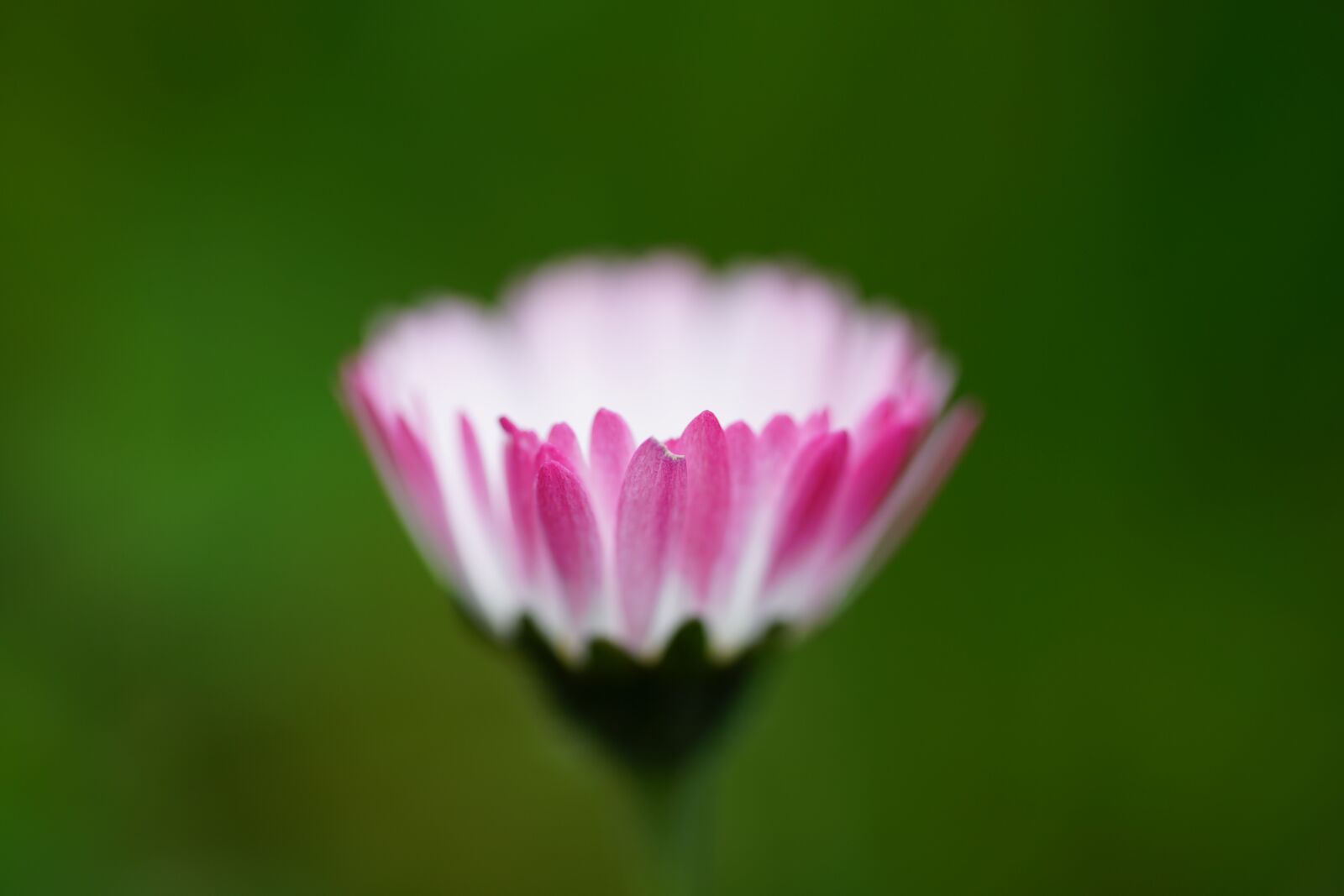 Sony a7R II + Sony FE 90mm F2.8 Macro G OSS sample photo. Daisy, flower, blossom photography