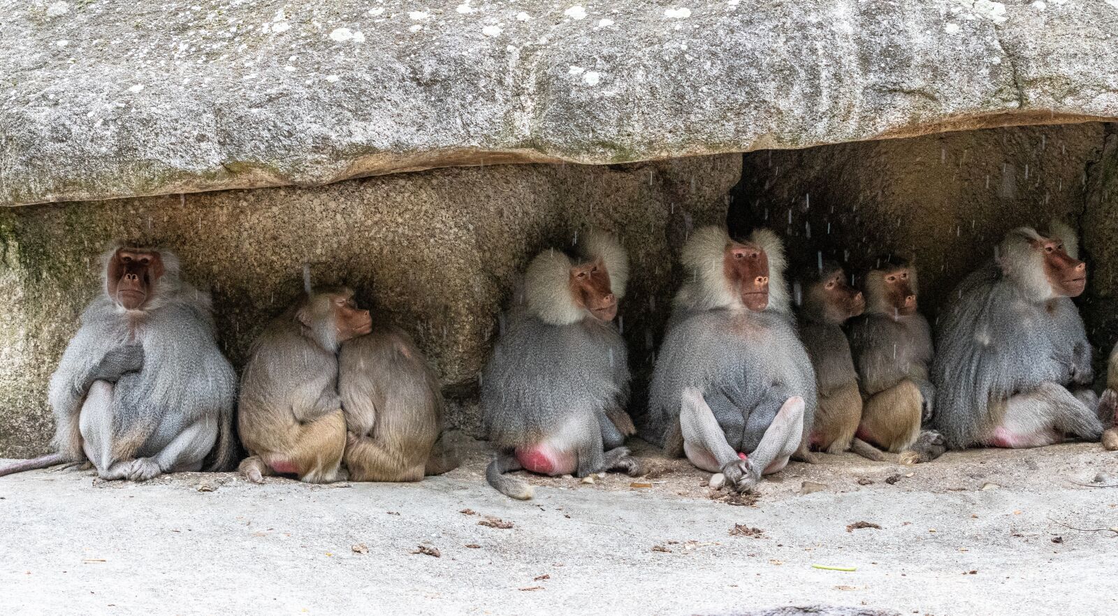 Canon EOS 80D sample photo. Ape, baboon, zoo photography