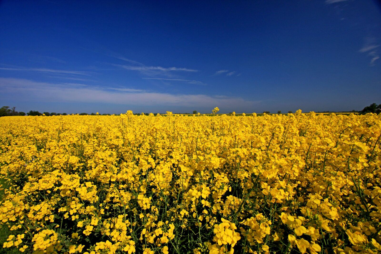 Canon EOS 40D sample photo. Field, flowers, landscape photography