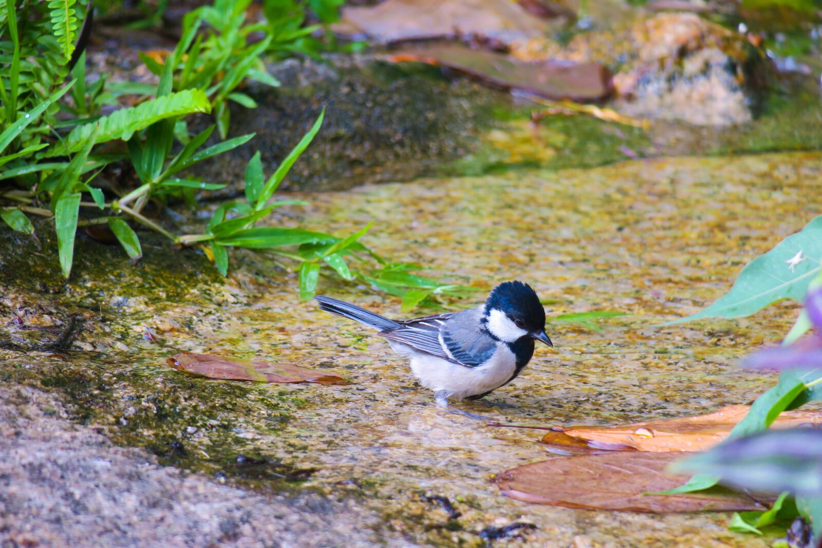 Canon PowerShot G3 X sample photo. 苍背山雀, nature, bird photography