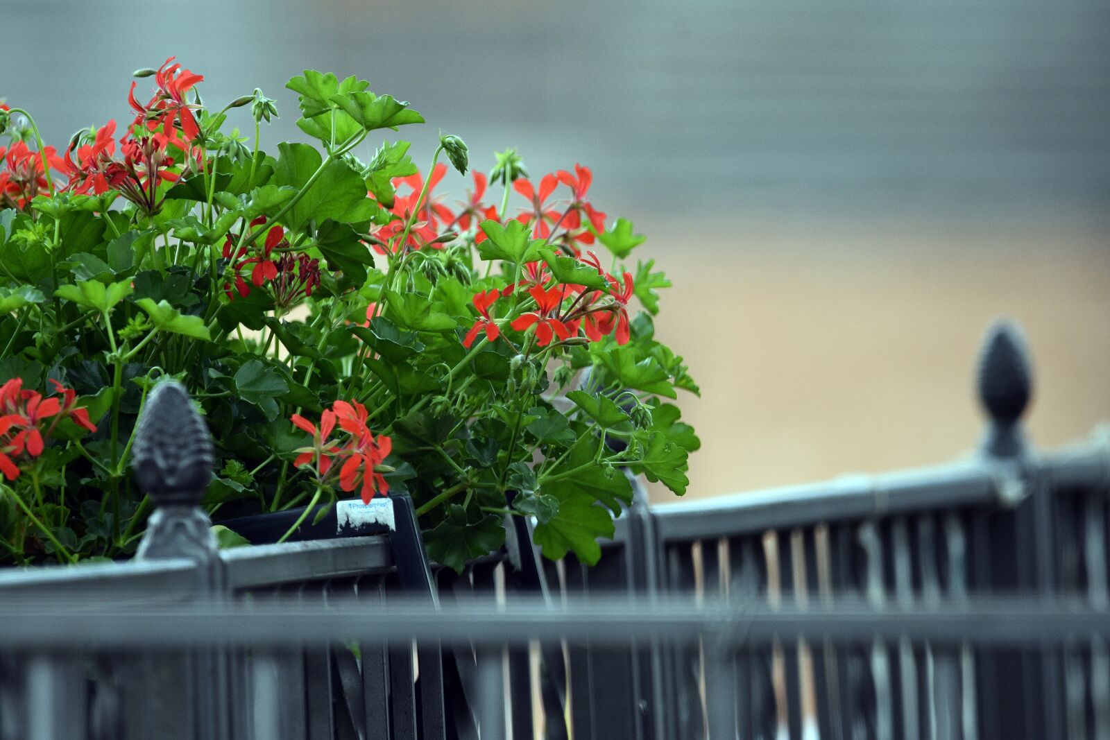 Nikon D3400 sample photo. Flower pot, flower, flowers photography