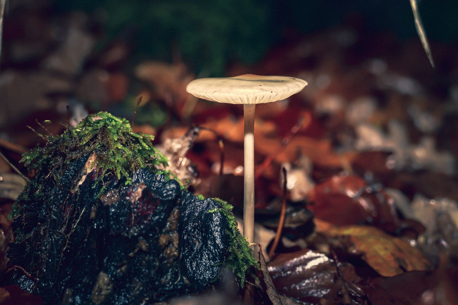 Panasonic Lumix DMC-FZ1000 sample photo. Mushroom, autumn, nature photography