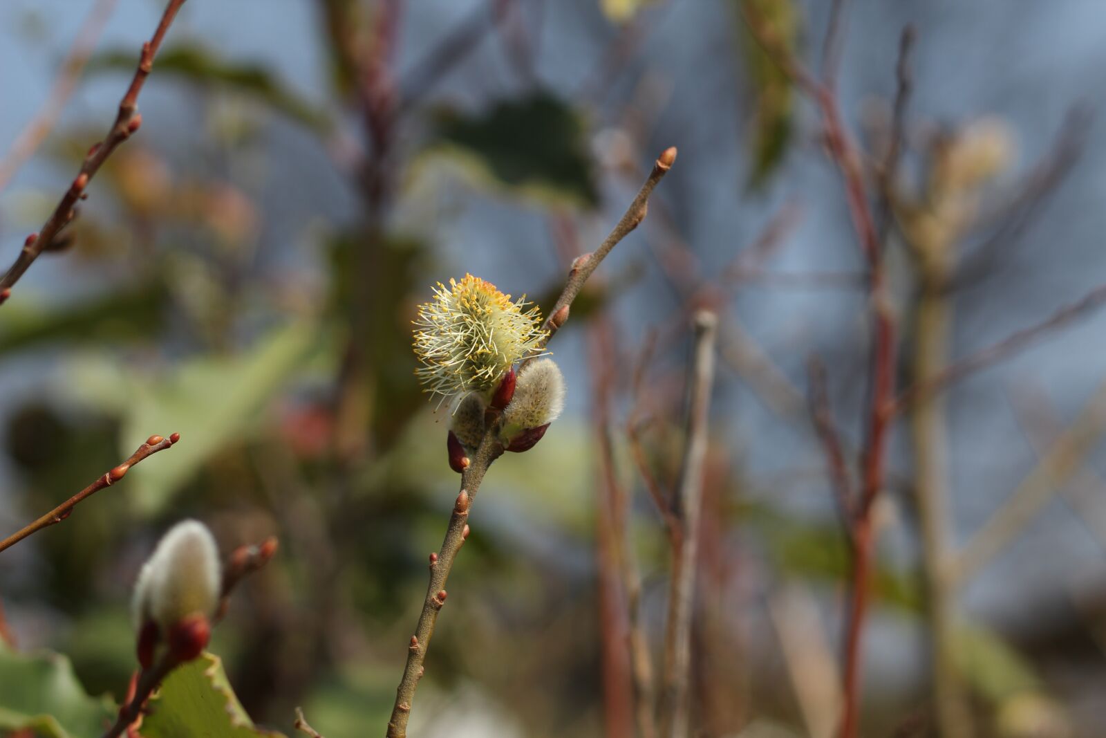 Canon EOS 1200D (EOS Rebel T5 / EOS Kiss X70 / EOS Hi) + Canon EF 50mm F1.8 II sample photo. Nature, blossom, spring photography