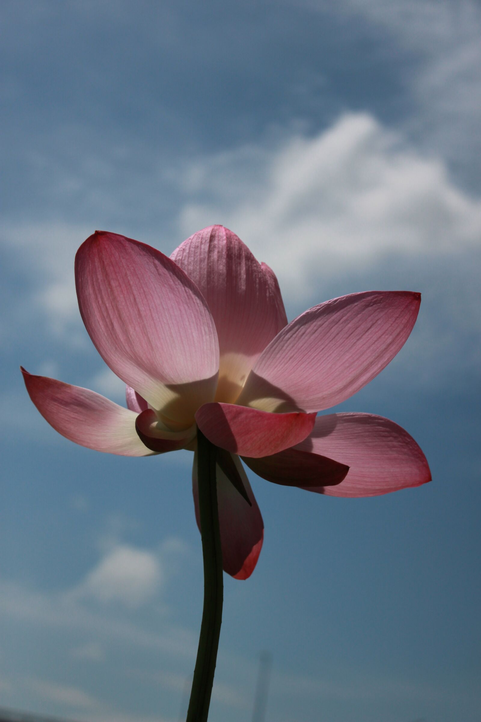Canon EOS 500D (EOS Rebel T1i / EOS Kiss X3) sample photo. Kite, lotus, nature photography