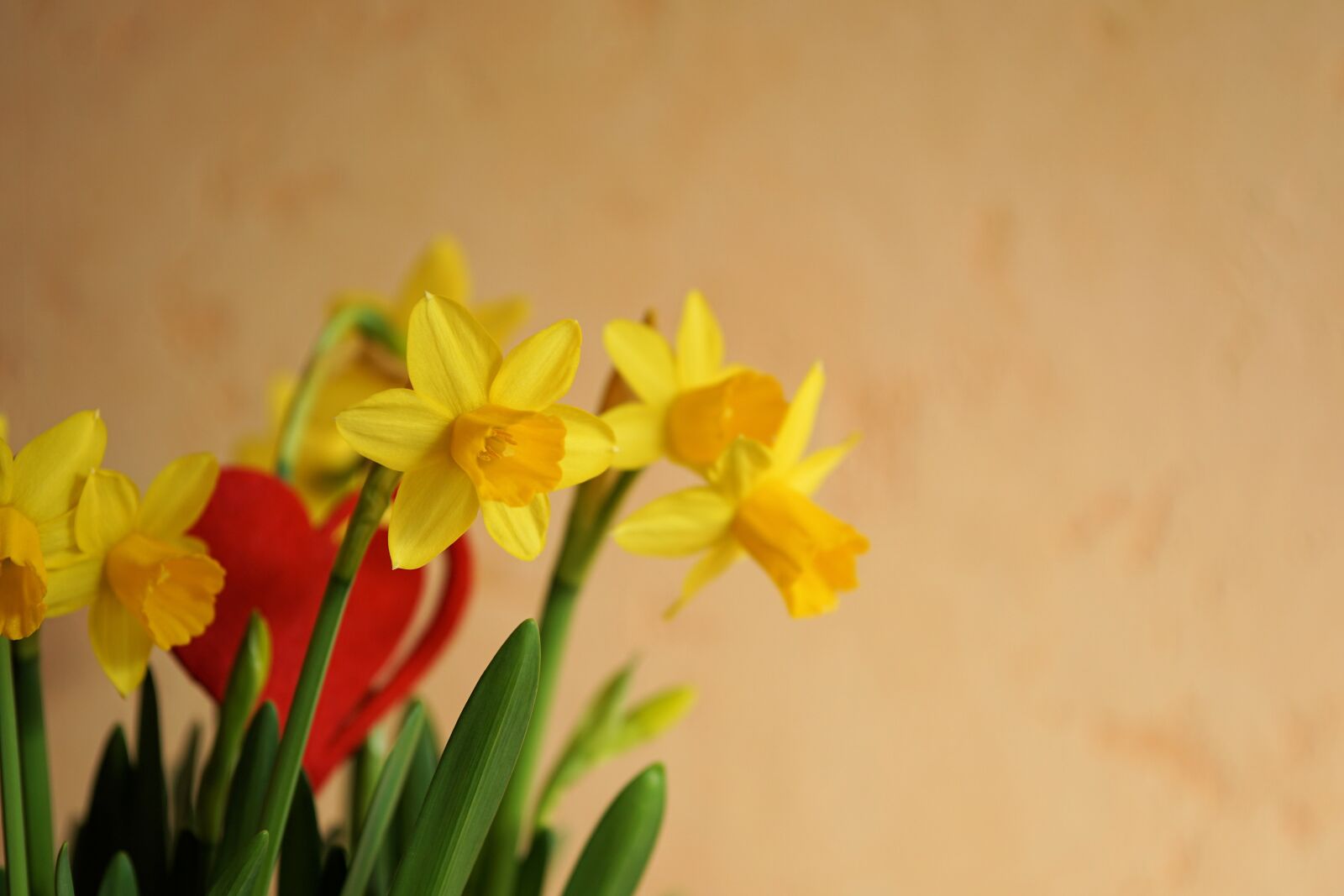 Sony a6000 + E 60mm F2.8 sample photo. Flowers, yellow flower, nature photography