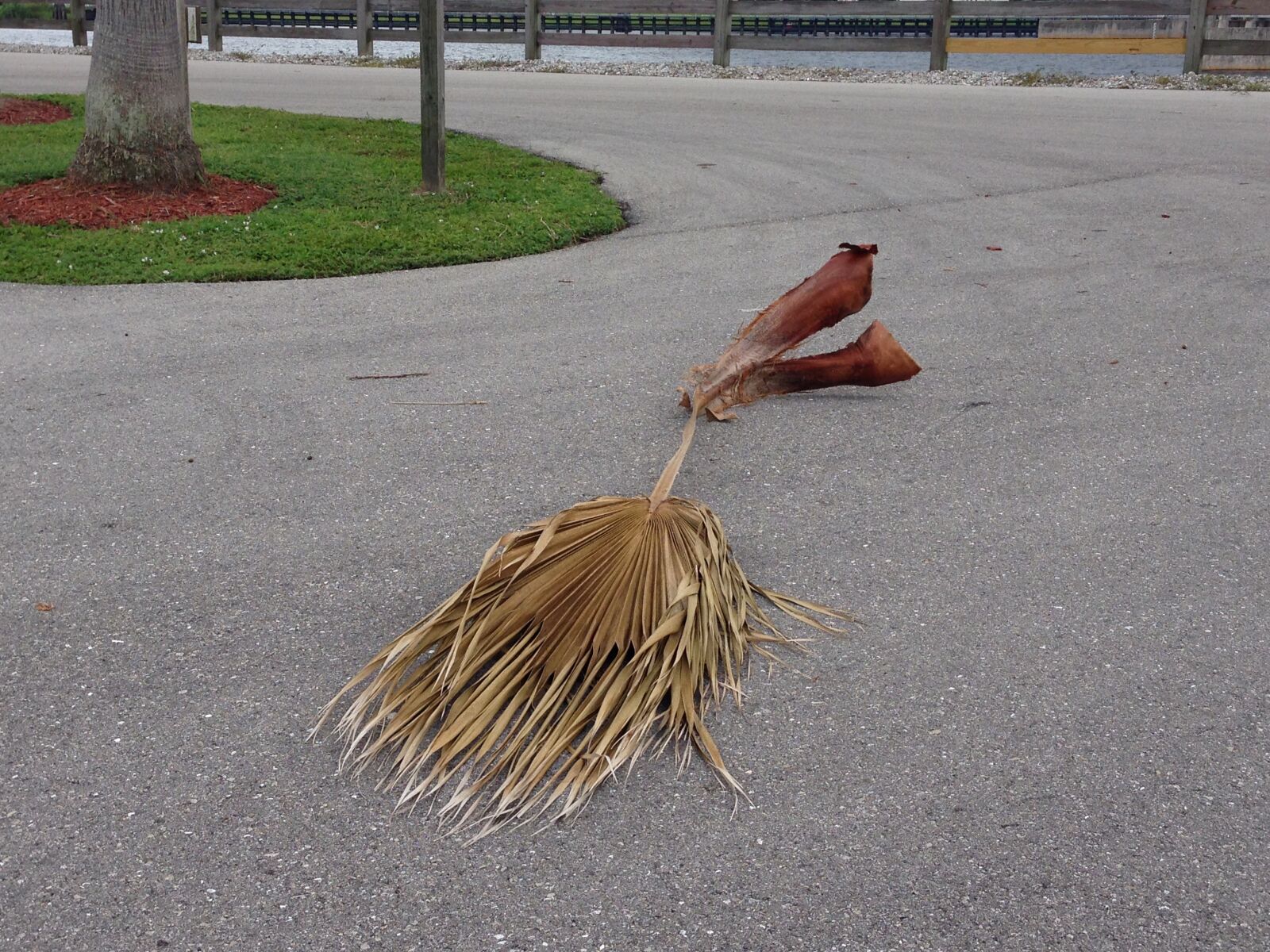 iPhone 5 back camera 4.12mm f/2.4 sample photo. Palm, dead, nature photography