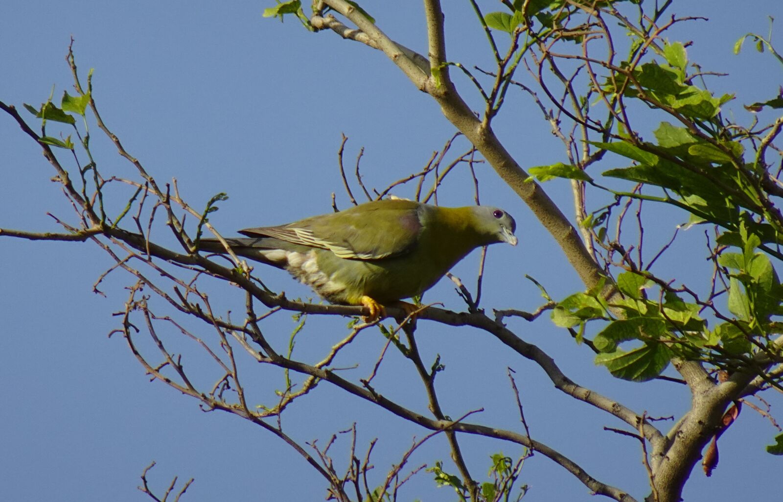 Sony DSC-WX800 sample photo. Bird, pigeon, yfgp photography