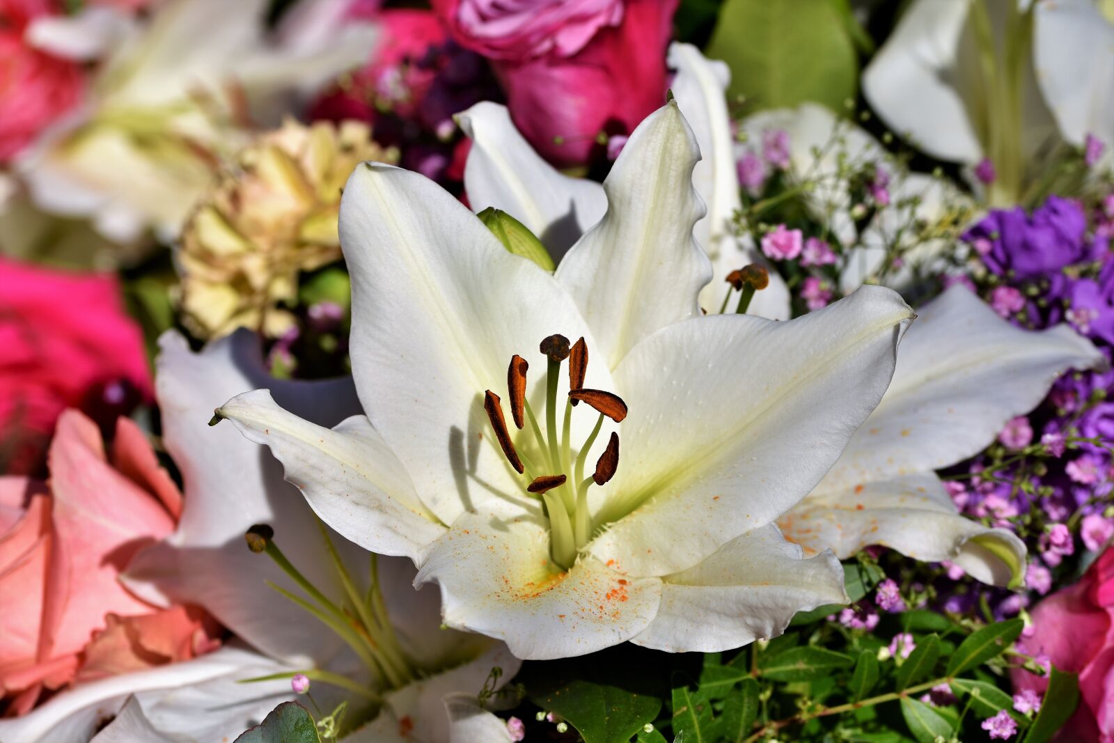 Nikon D7200 sample photo. Lily, blossom, bloom photography