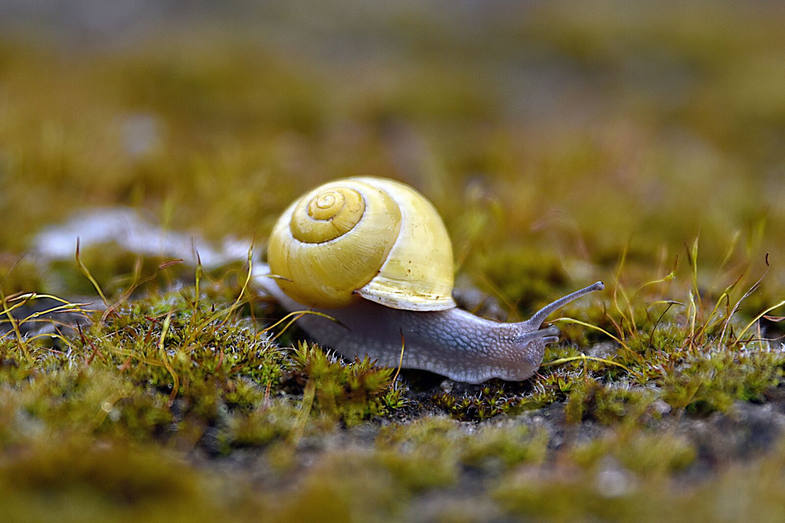 Nikon D7200 sample photo. Worm, garden, animal photography