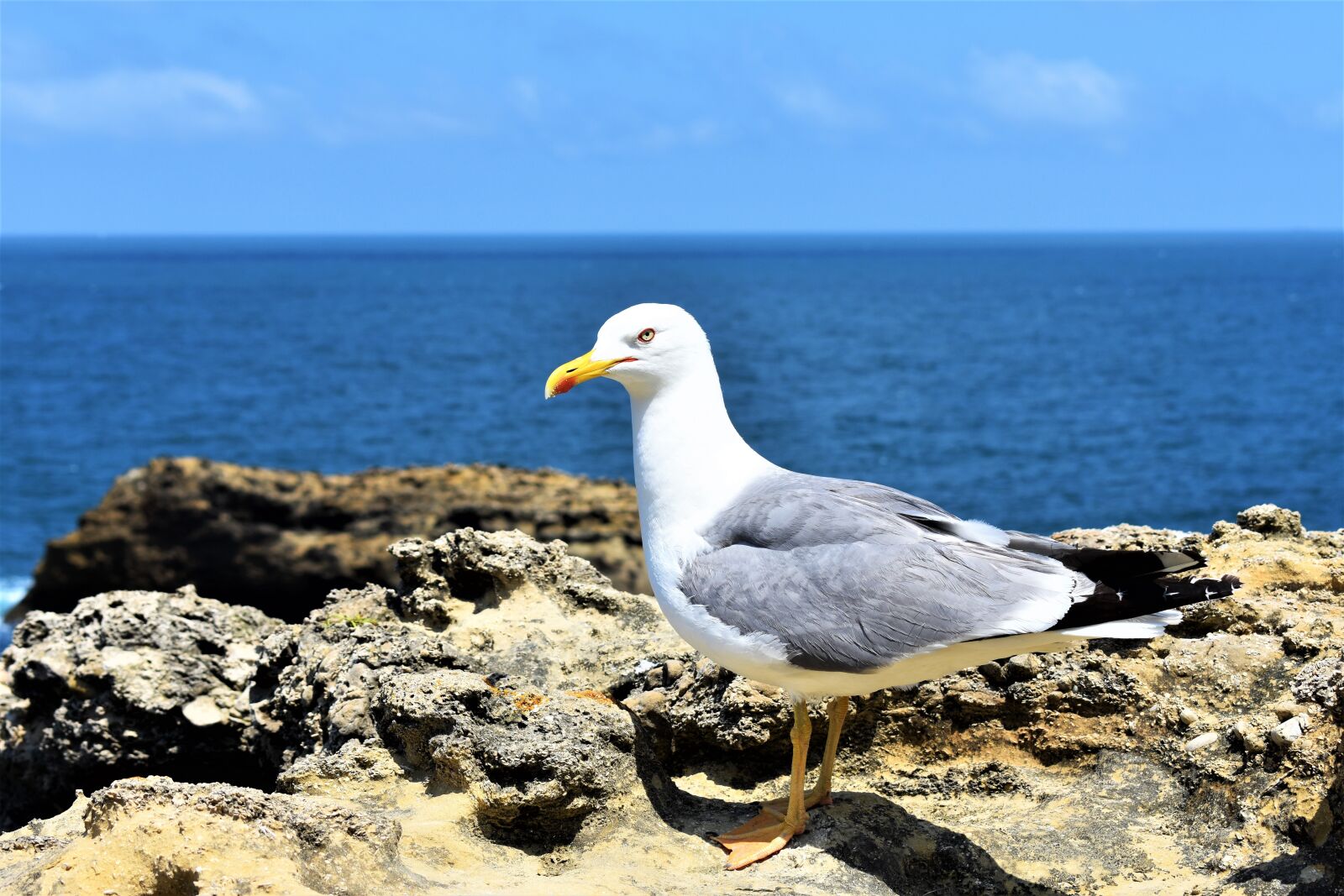 Nikon D3400 sample photo. Gull, birds, sea photography