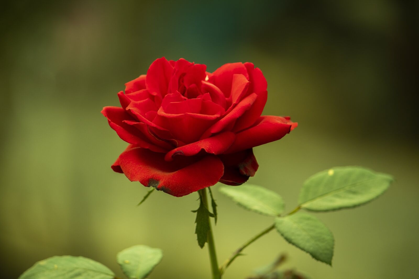Canon EOS 1300D (EOS Rebel T6 / EOS Kiss X80) sample photo. Red rose, rose, roses photography
