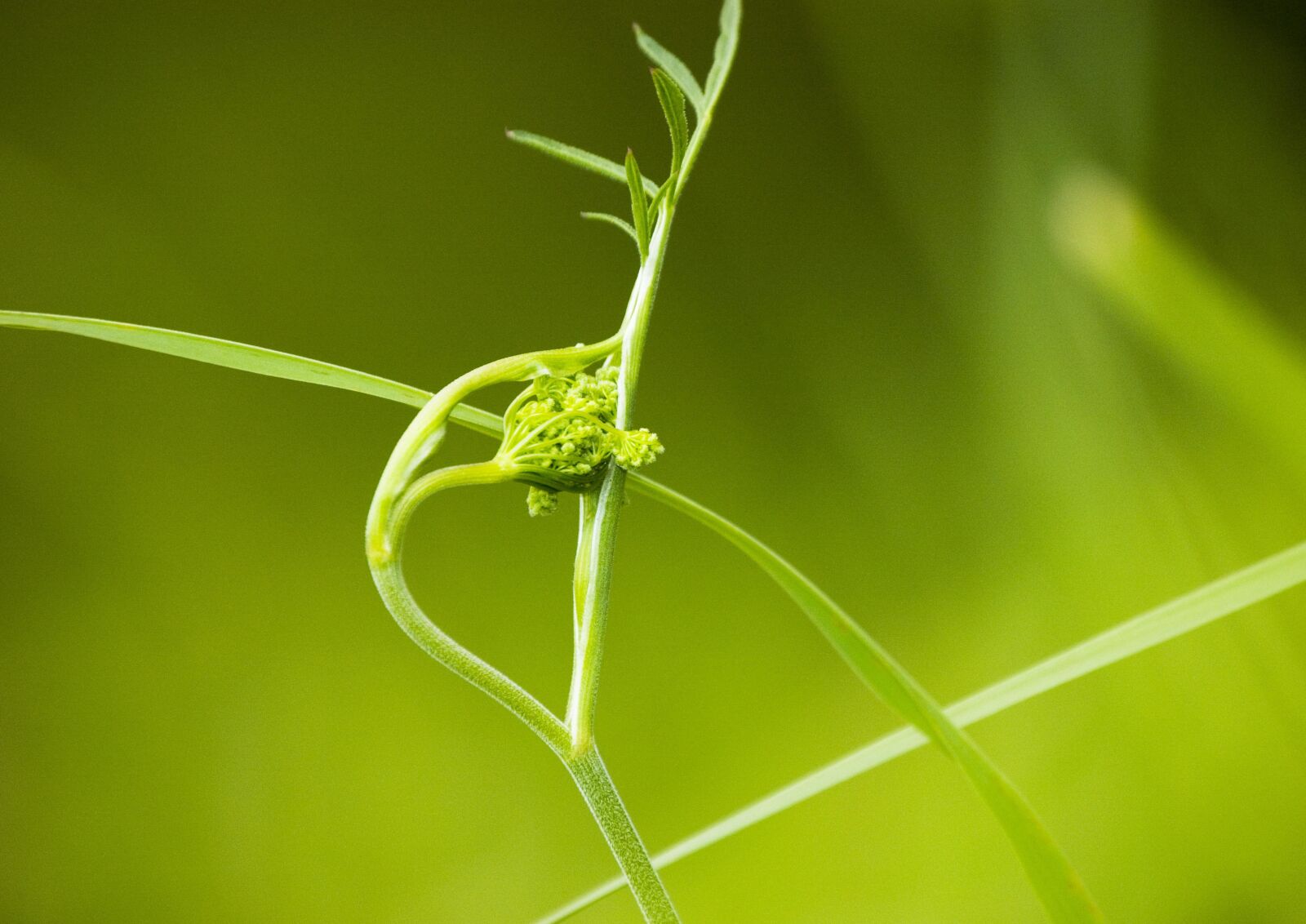 Nikon D40 sample photo. Grass, nature, green photography
