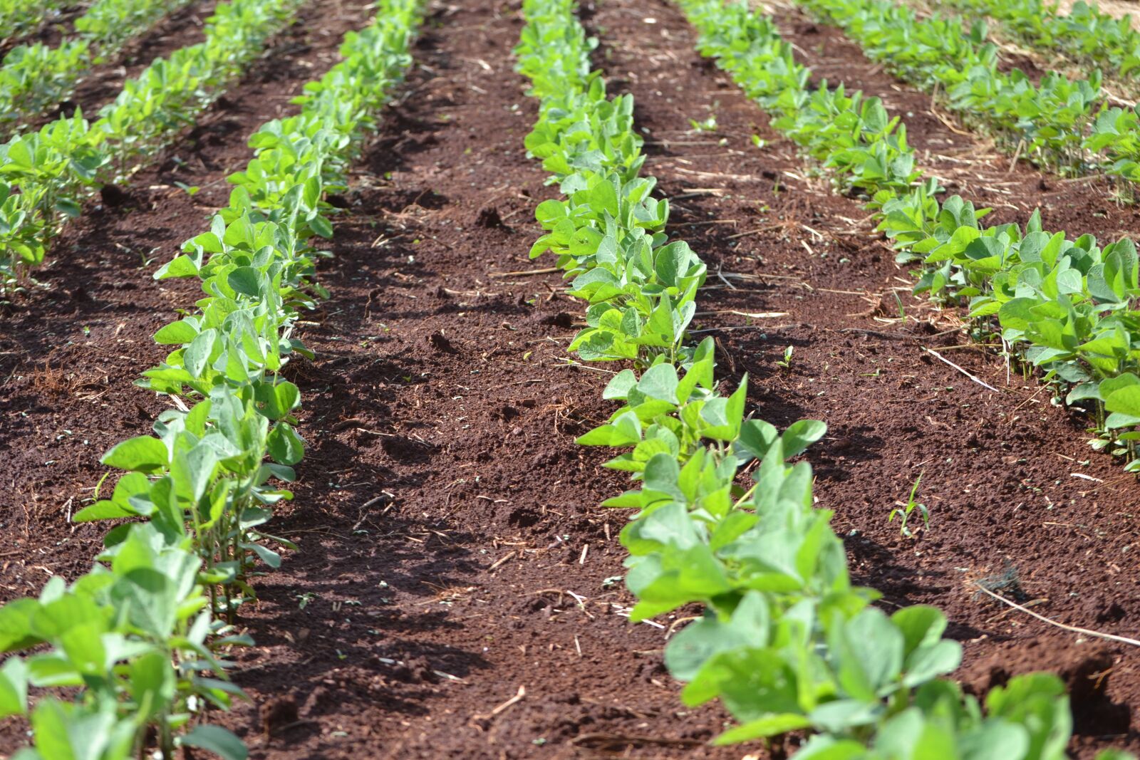 Nikon D3100 sample photo. Soybeans, plantation, agriculture photography