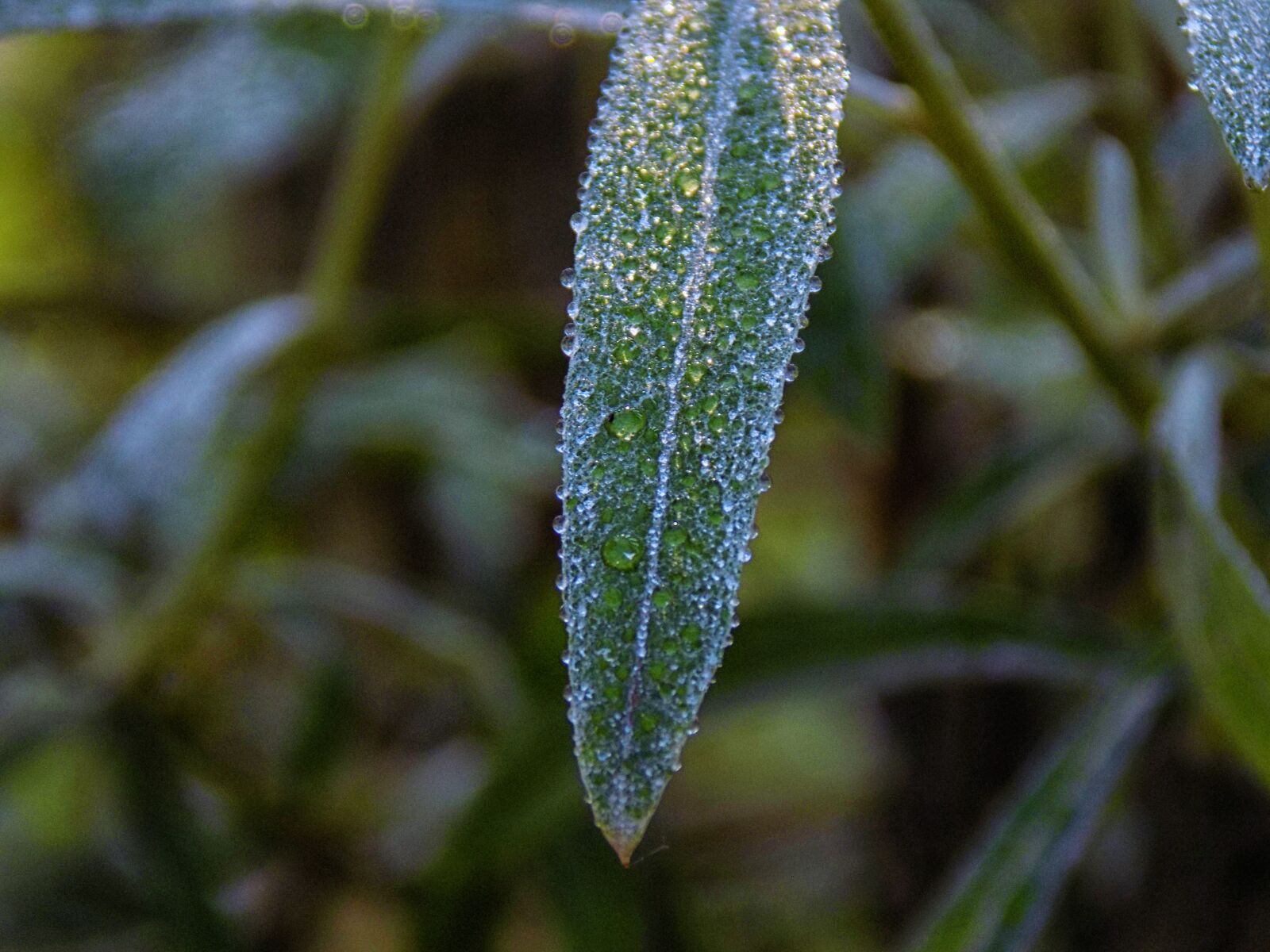 Nikon COOLPIX L330 sample photo. Drop, drop water, nature photography
