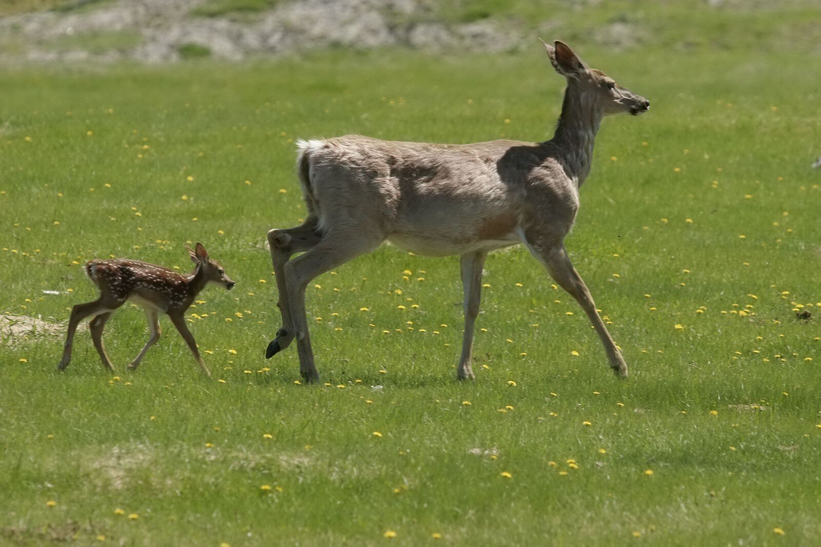 Canon EOS 20D sample photo. Mammal, white-tailed deer, animal photography